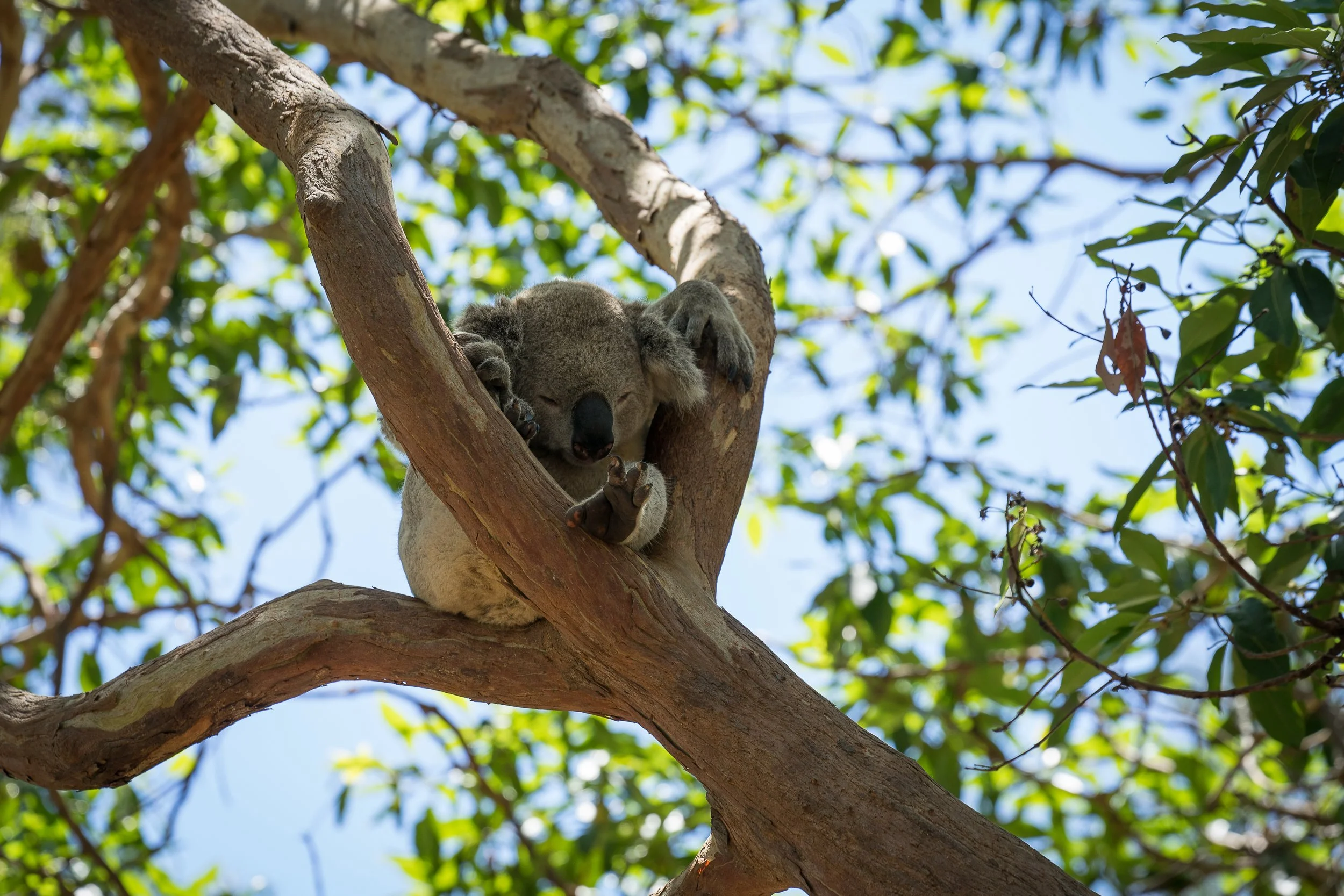 tarongazoo_dec2018_highres_028.JPG