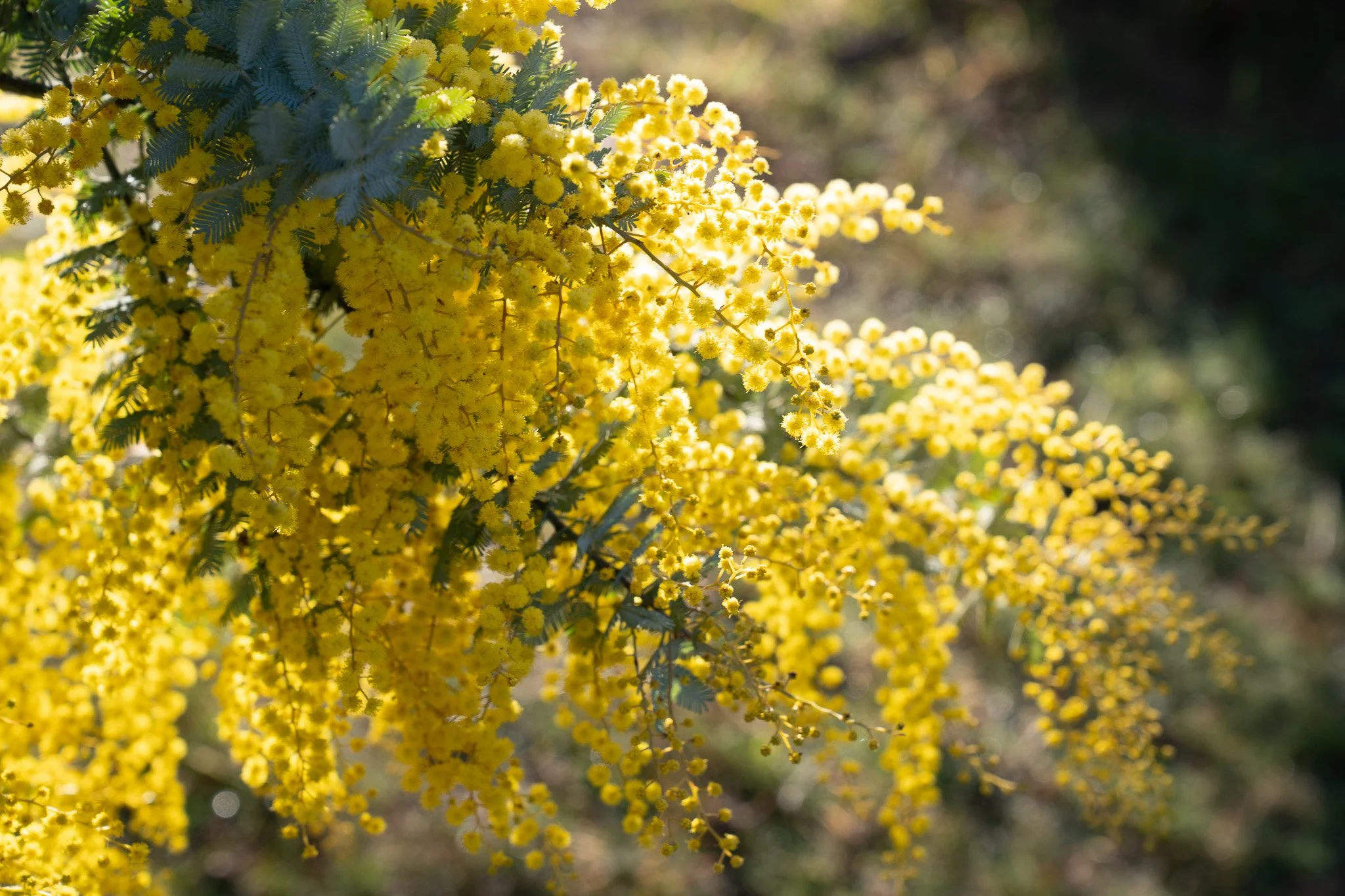 CherieBWS_August 12, 2024_WebRes_AbrilFelman_01370.jpg