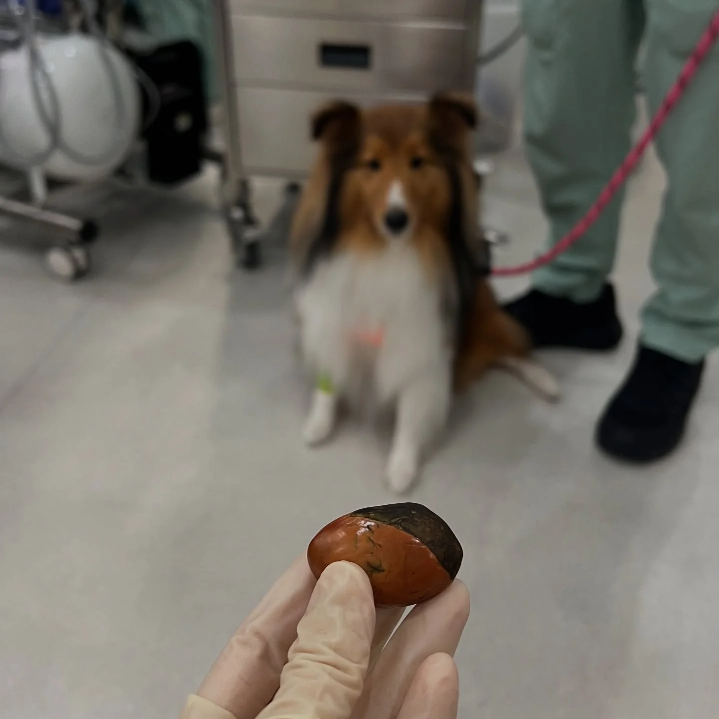 Durian season is upon us so here is a public service announcement from us and Sasha (not her real name to protect her identity 😅 read her story below)!

Please be cautious when eating durian around your pets and ensure that durian seeds are carefull