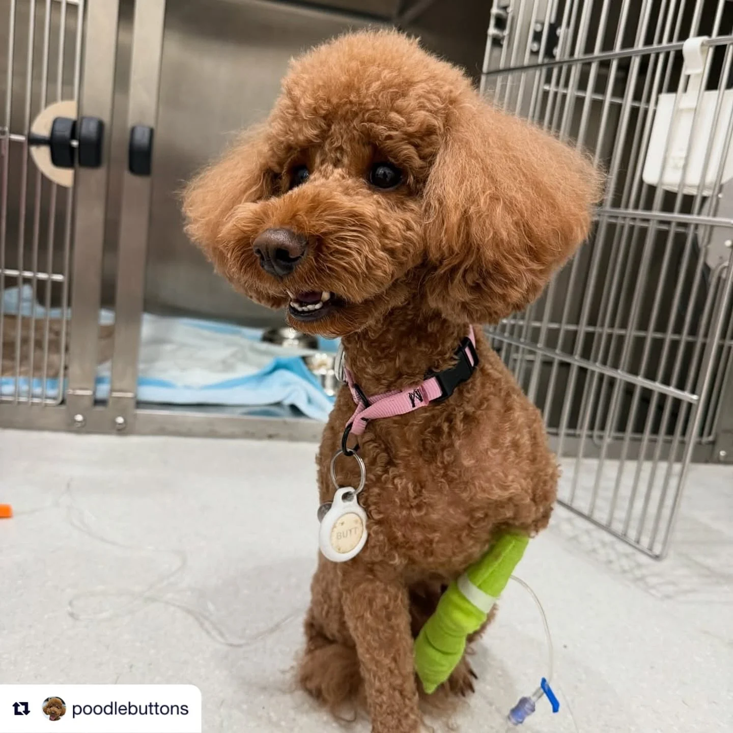 Repost from @poodlebuttons
&bull;
Sharing our pancreatitis story | 16062025

Planned to spay Buttons in Mar, did blood works &amp; her heat came the next day. (Talk abt bad timing) Fast forward 3 months later, we brought her in for pre-spay blood wor