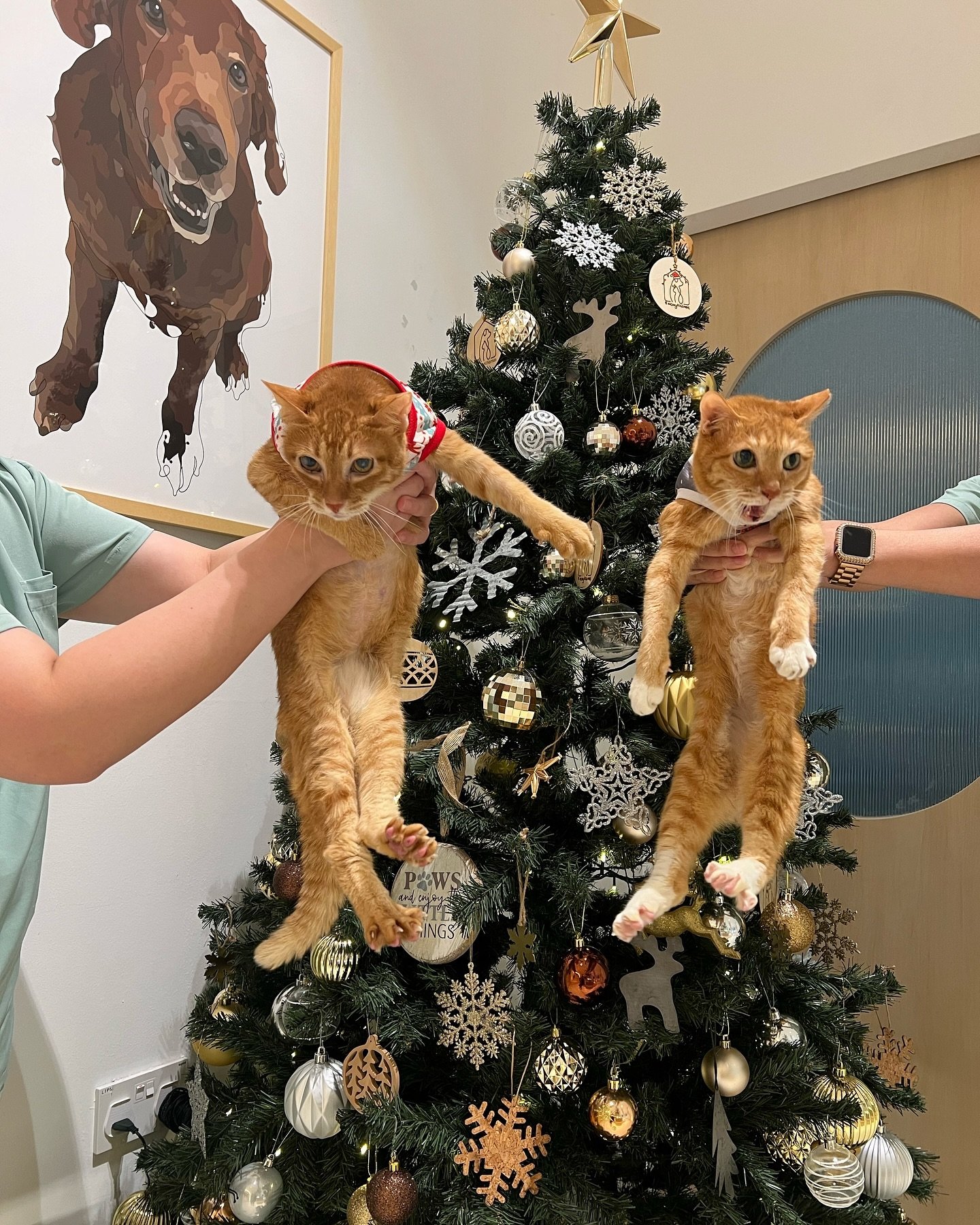 Ray and Pumpkin have been searching for their forever home for the past 6 months but nobody came forward for them despite countless shares on social media. We were prepared to keep them as our clinic cats, but fate should have it that one of our rece