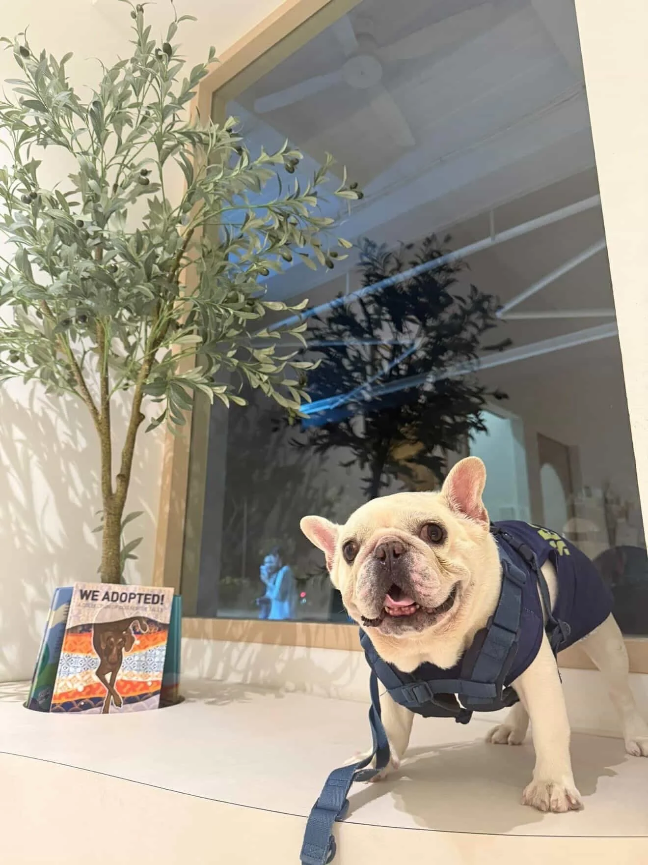 Rocky is a VIP (Very Important Pup) at our clinic! @rockyrambokobethefrenchies is prone to ear infections (as with most French Bulldogs) and requires regular ear treatments. Rocky puts up with us during his ear treatments because he knows he will be 