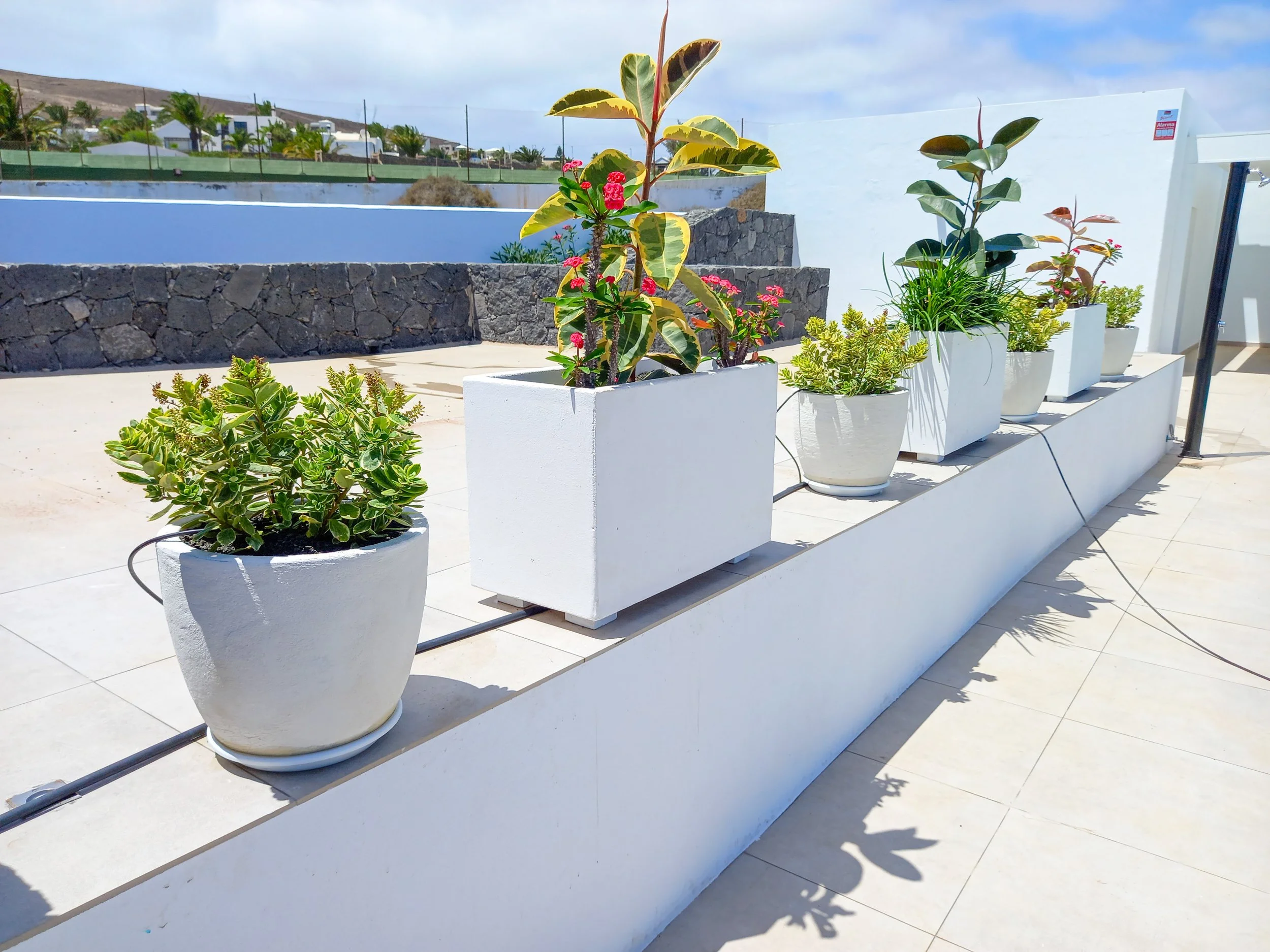 Los Claveles 24-2.JPG