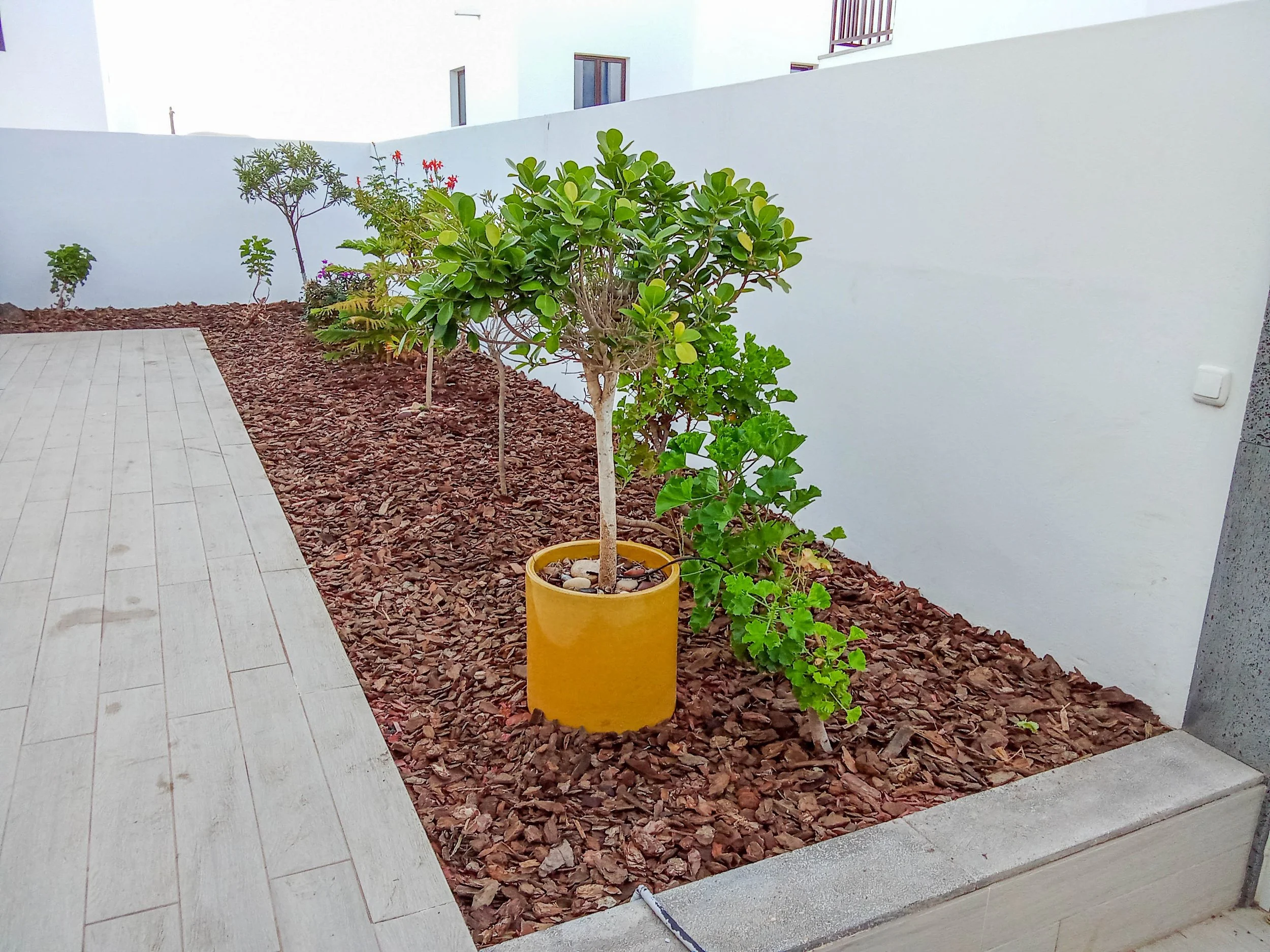 Yaiza - corteza de pino-1.jpg