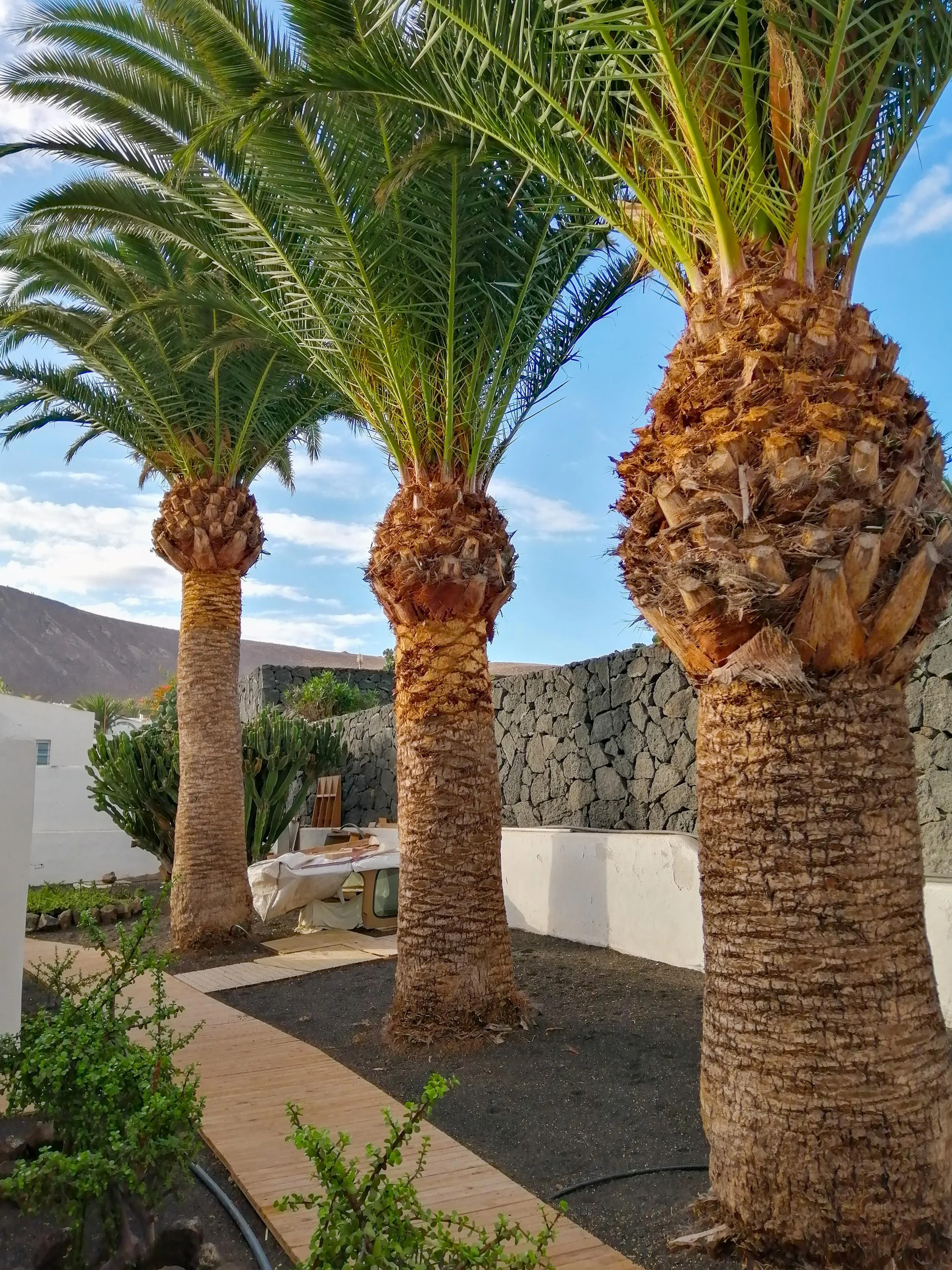 garden - los claveles 25 - playa blanca-2.JPG