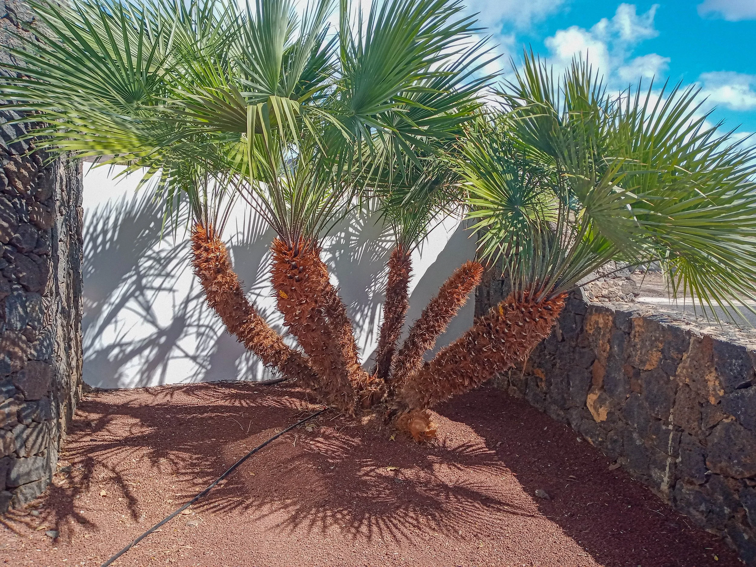 las Brenas - garden cleaning-5.jpg