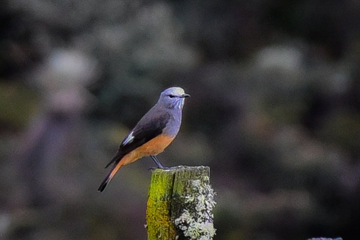 Red-rumped Bush-Tyrant - PNN Sumapaz--Límite Usme -Sumapaz, Distrito Capital de Bogotá, CO