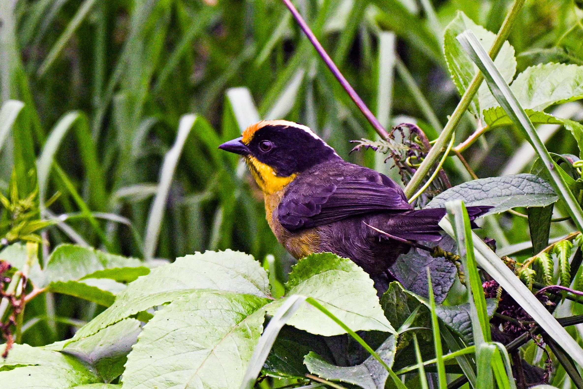 Pale-naped Brushfinch - Campo Tangara Birding & Coffe, Cundinamarca, CO