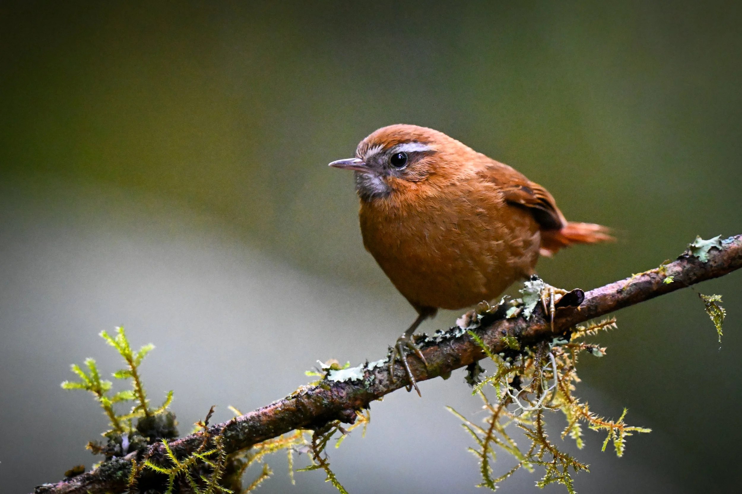 White-browed Spinetail - Hacienda El Bosque in Manizales, Colombia