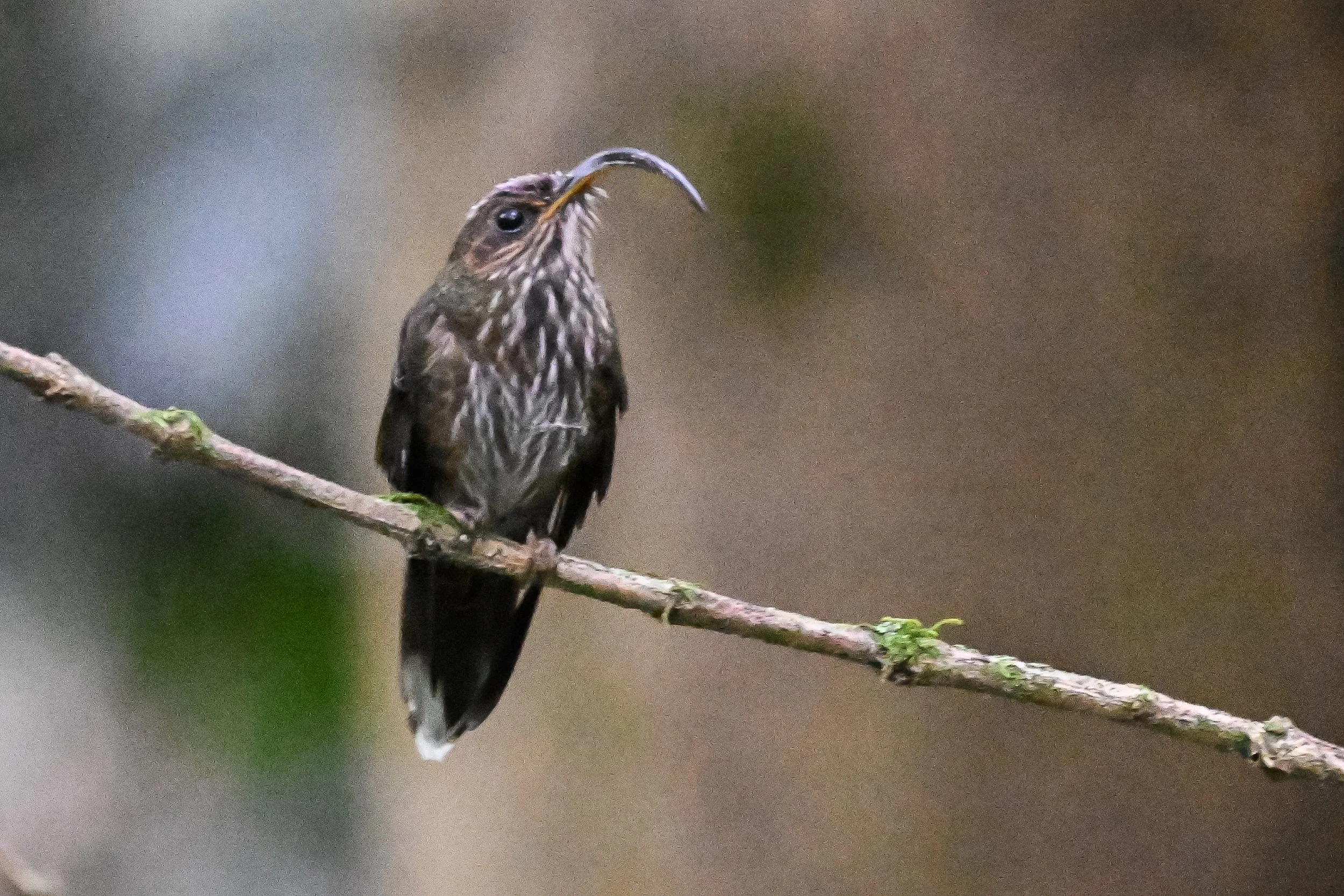 RN Retorno del Colibrí (30).jpg