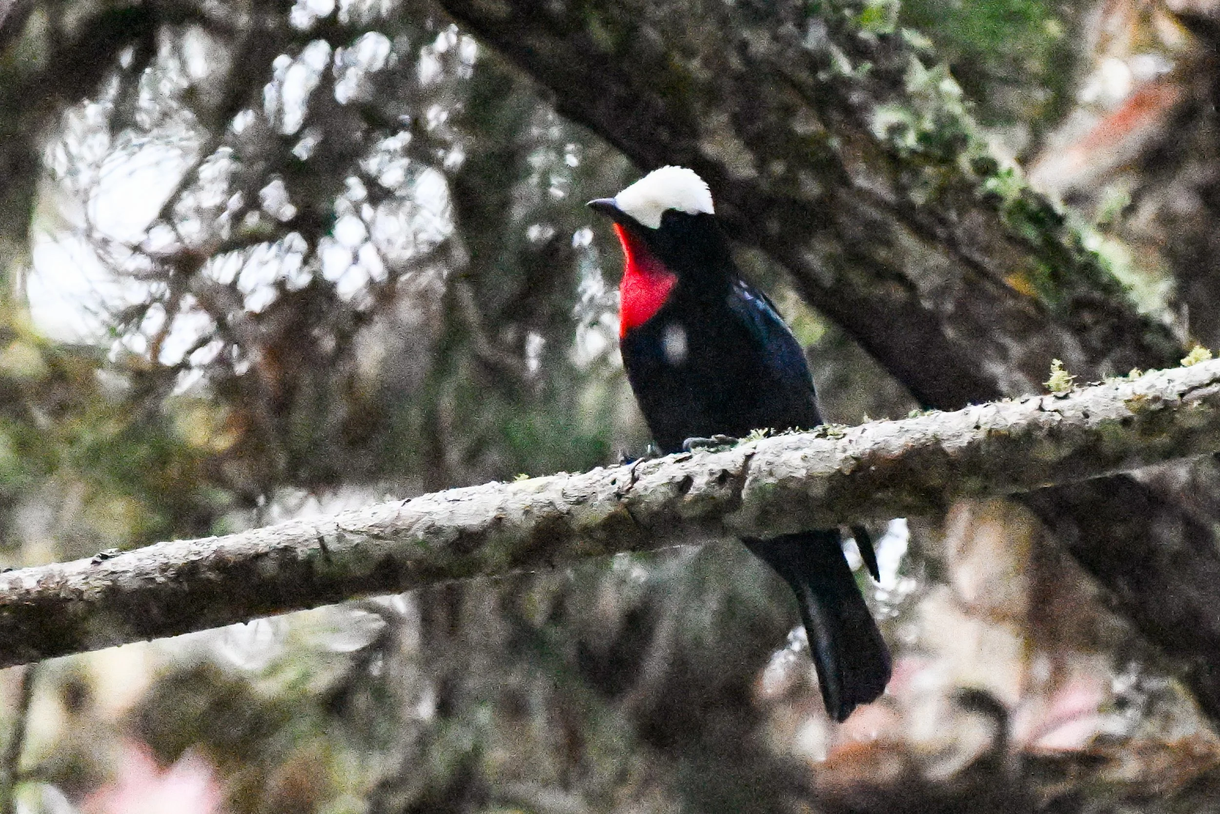 White-capped Tanager - Vereda Potosí, Tolima, CO