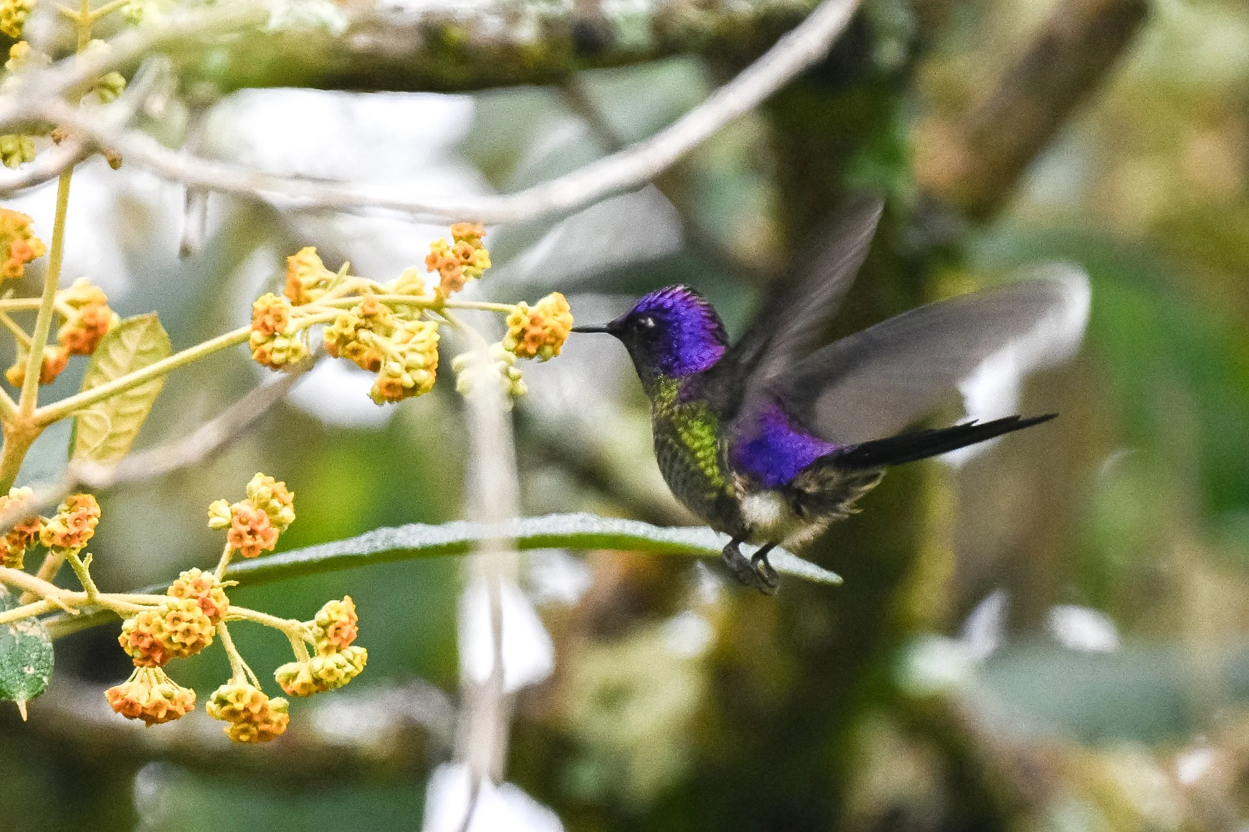 Purple-backed Thornbill - Hacienda El Bosque in Manizales, Colombia