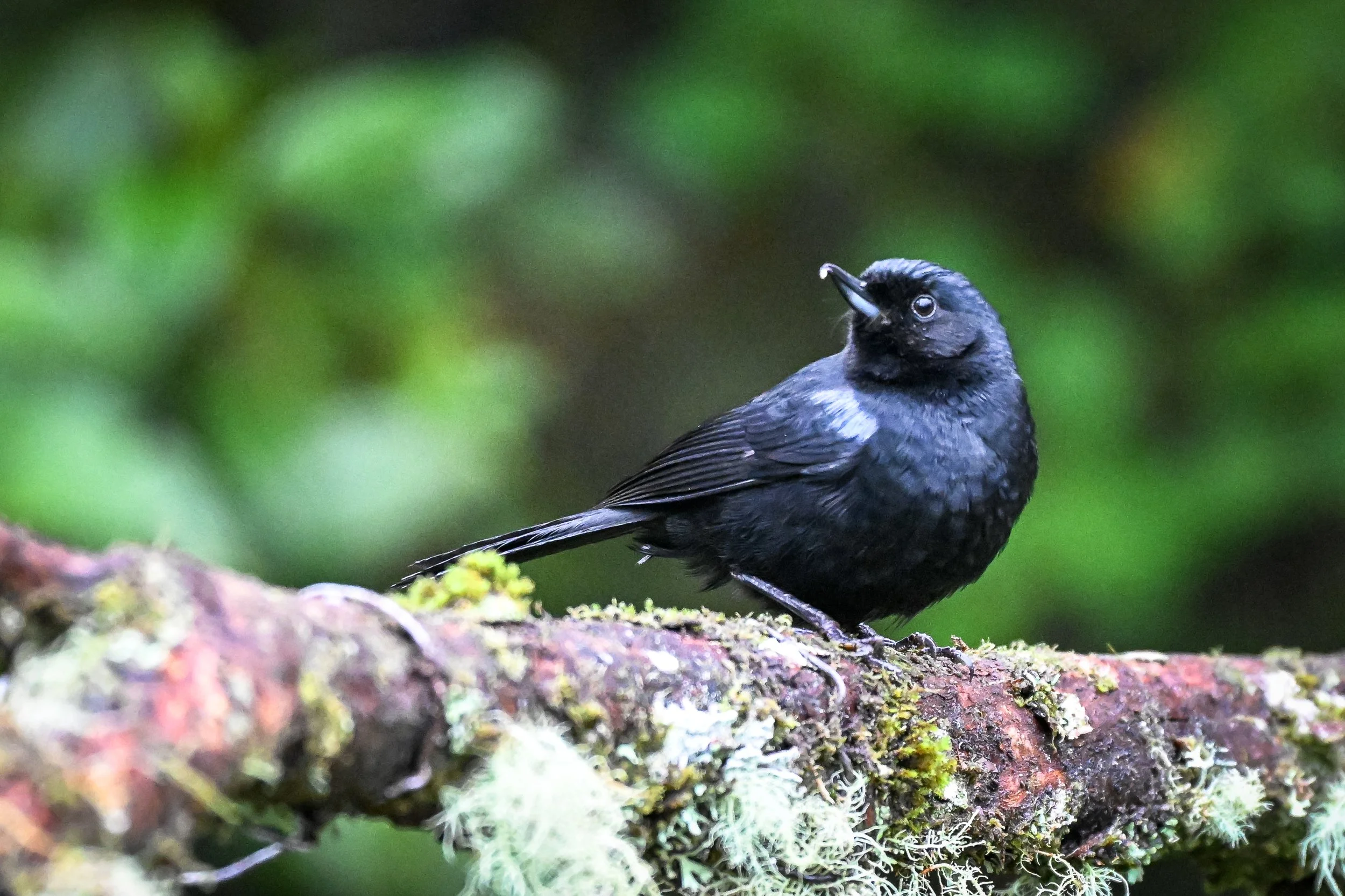 Glossy Flowerpiercer -Carretera Los Nevados - Hotel Termales del Ruiz, Caldas, CO
