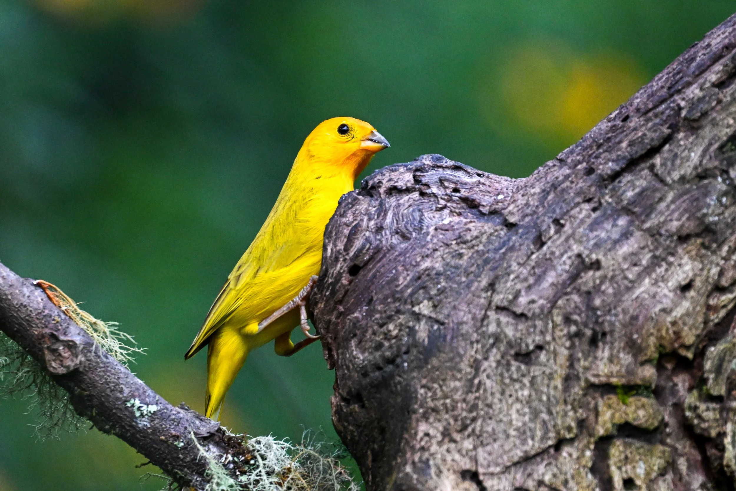 Saffron Finch - RN Retorno del Colibrí, Tolima, CO
