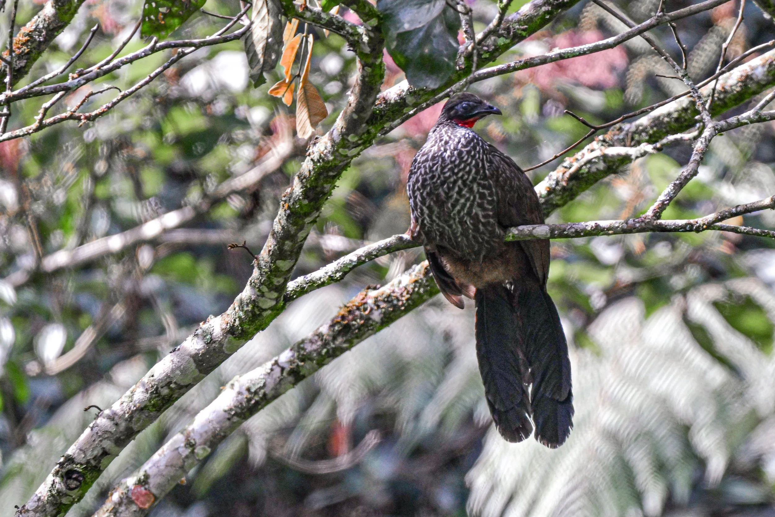 Cauca Guan - SFF Otún Quimbaya, Risaralda, CO
