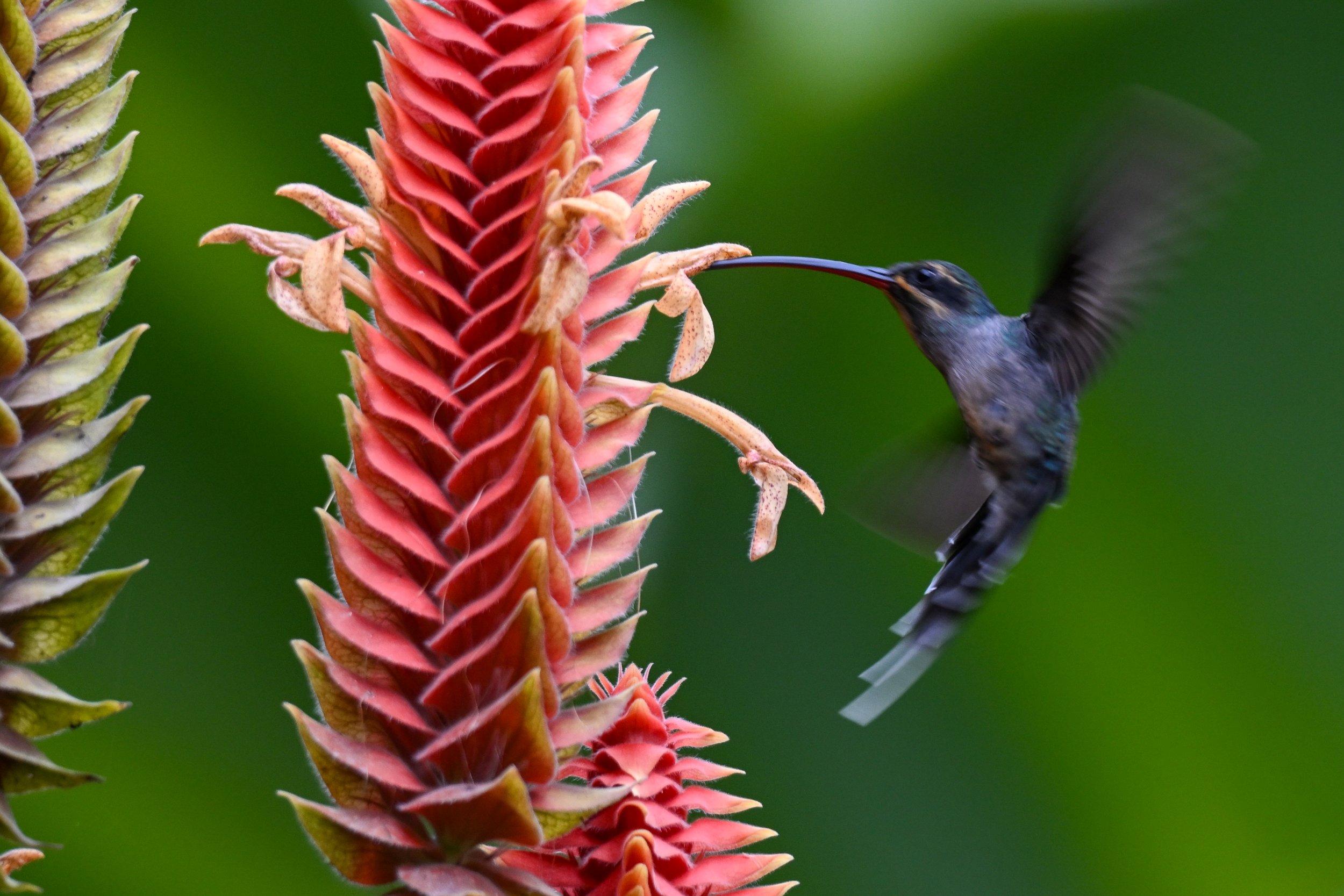 RN Retorno del Colibrí (55).jpg