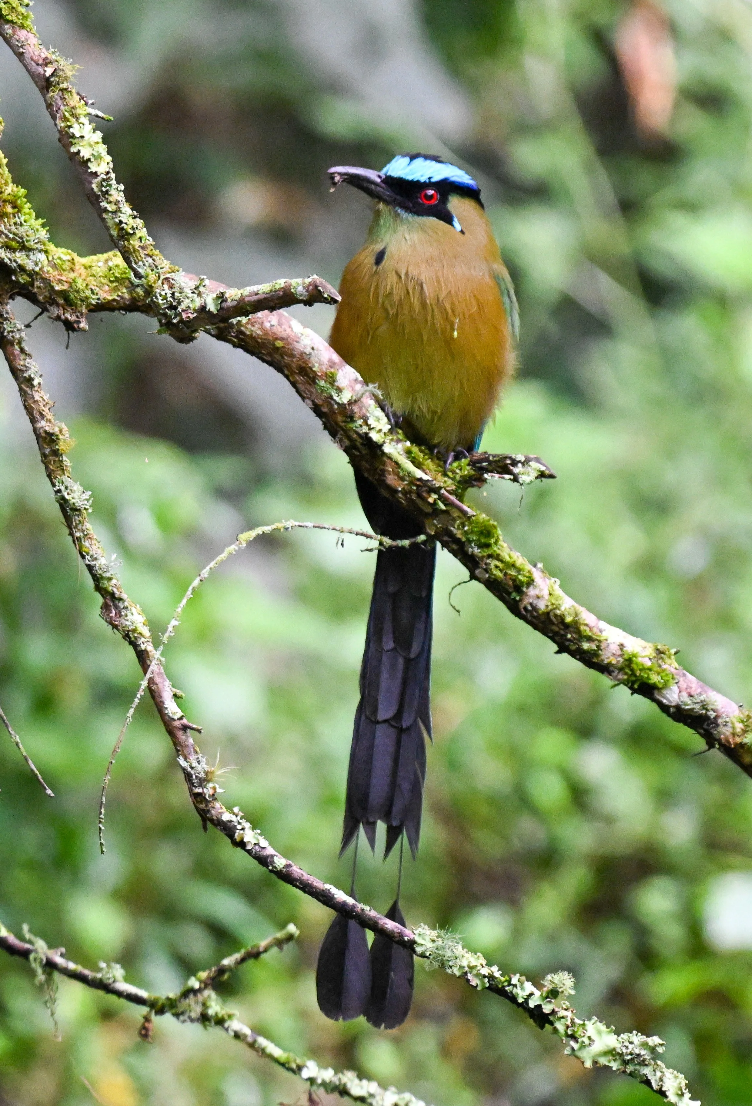 Andean Motmot - La Judea, Anaime, Tolima, CO