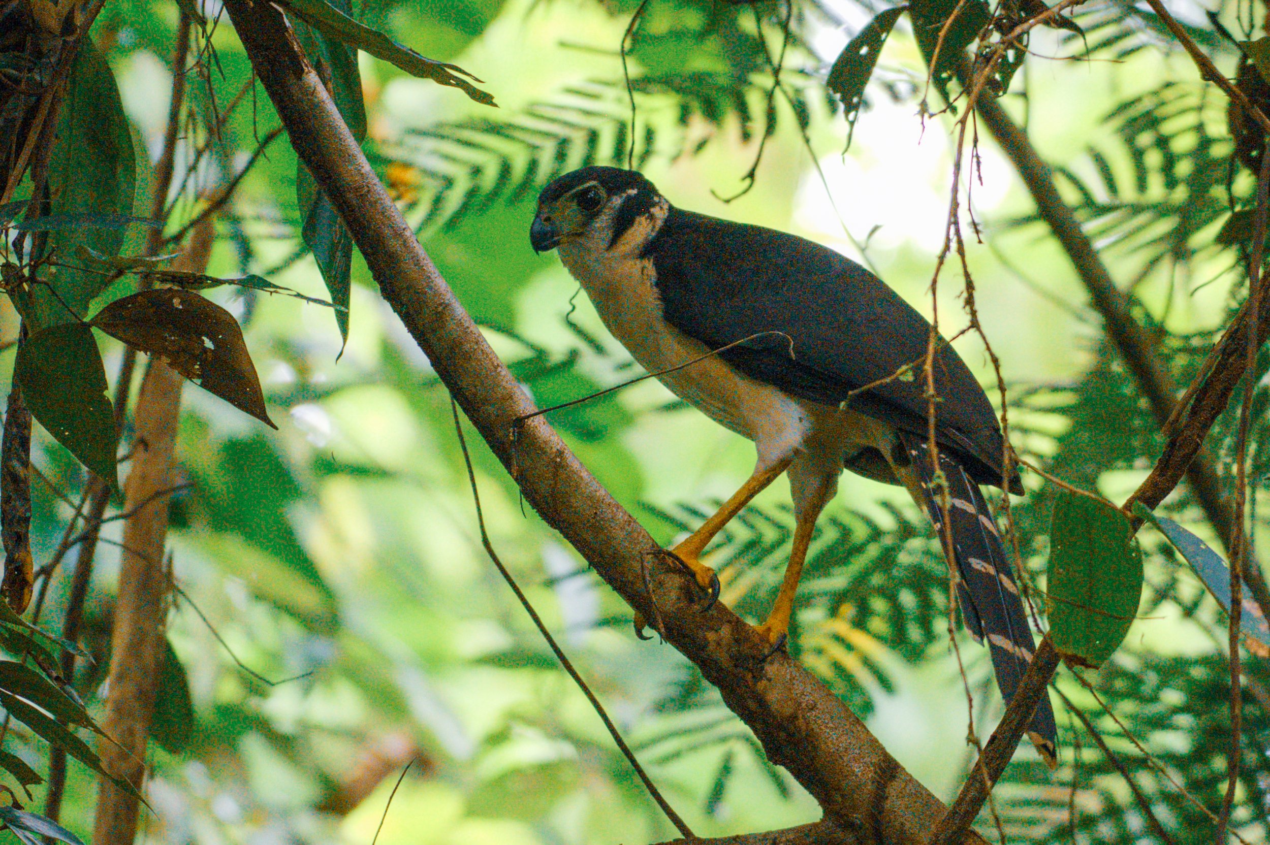 Collared Forest Falcon Laguna Lagarto Lodge, Alajuela, CR