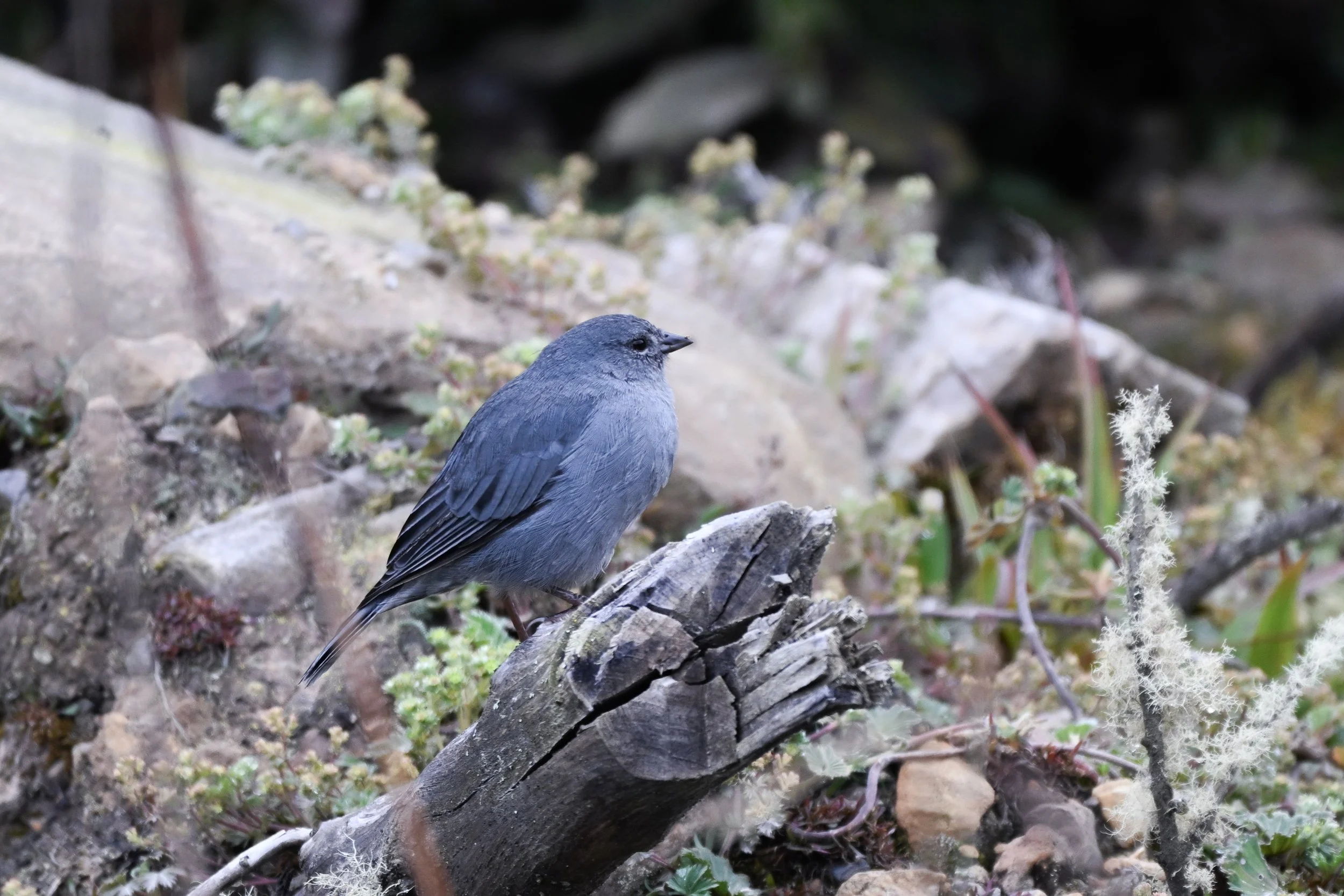 Plumbeous Sierra Finch - PNN Sumapaz--Límite Usme -Sumapaz, Distrito Capital de Bogotá, CO