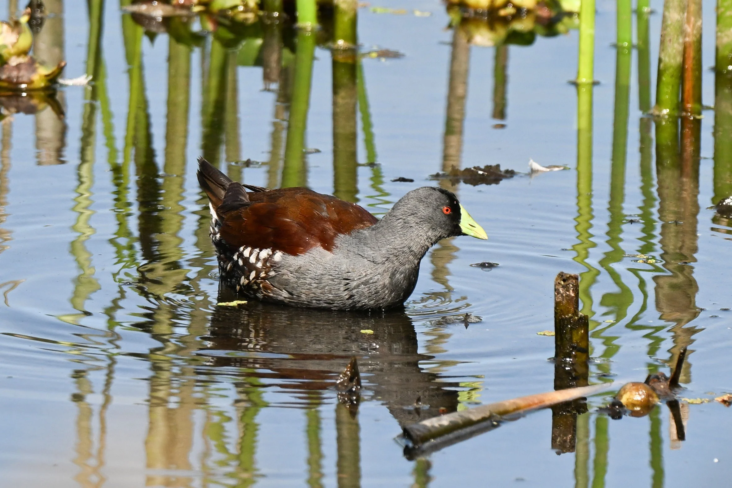 Spot-flanked Gallinule - Parque La Florida, Cundinamarca, CO
