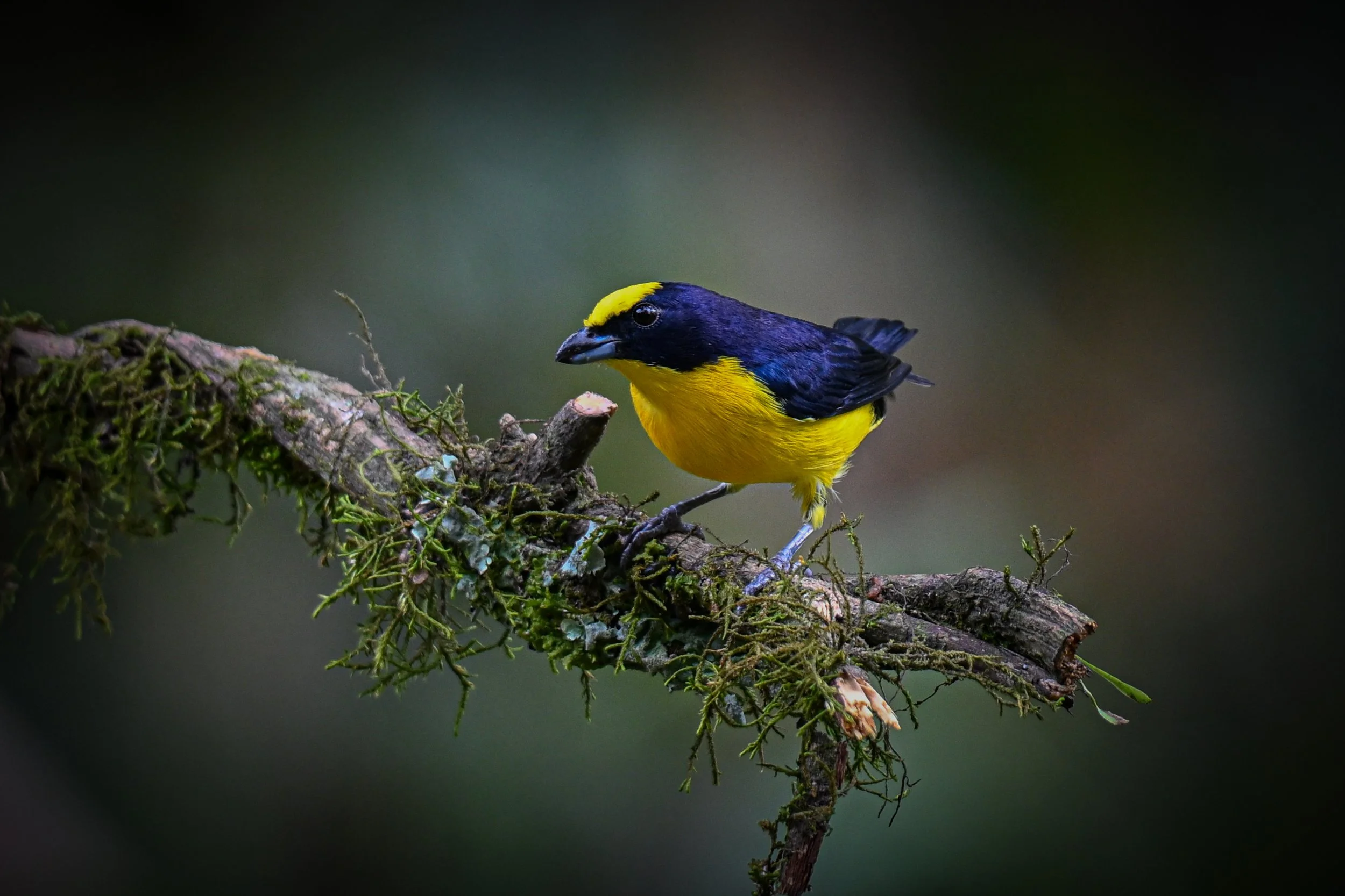 Thick-billed Euphonia - RN Retorno del Colibrí, Tolima, CO
