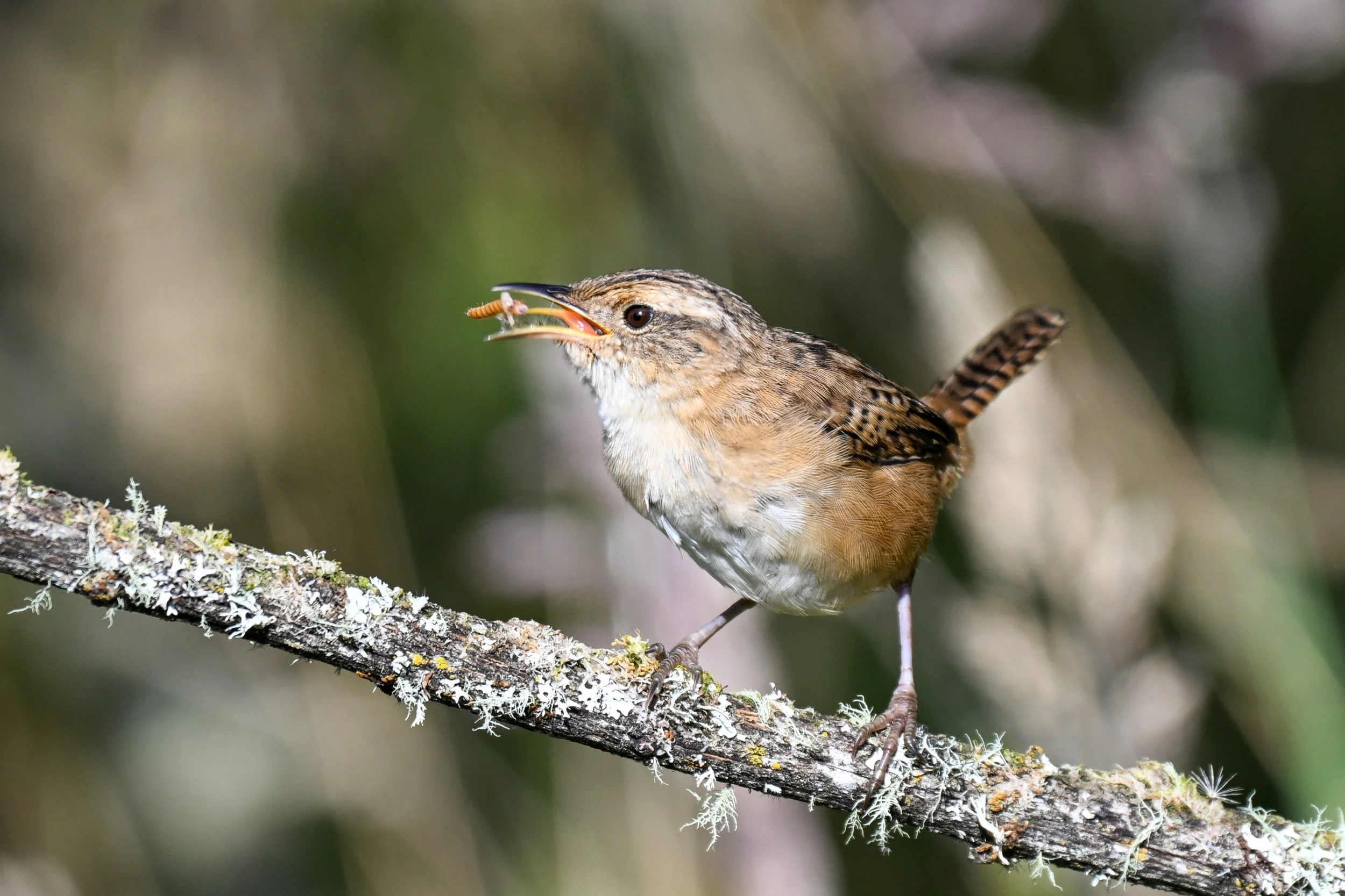 Grass Wren - Hacienda El Bosque in Manizales, Colombia