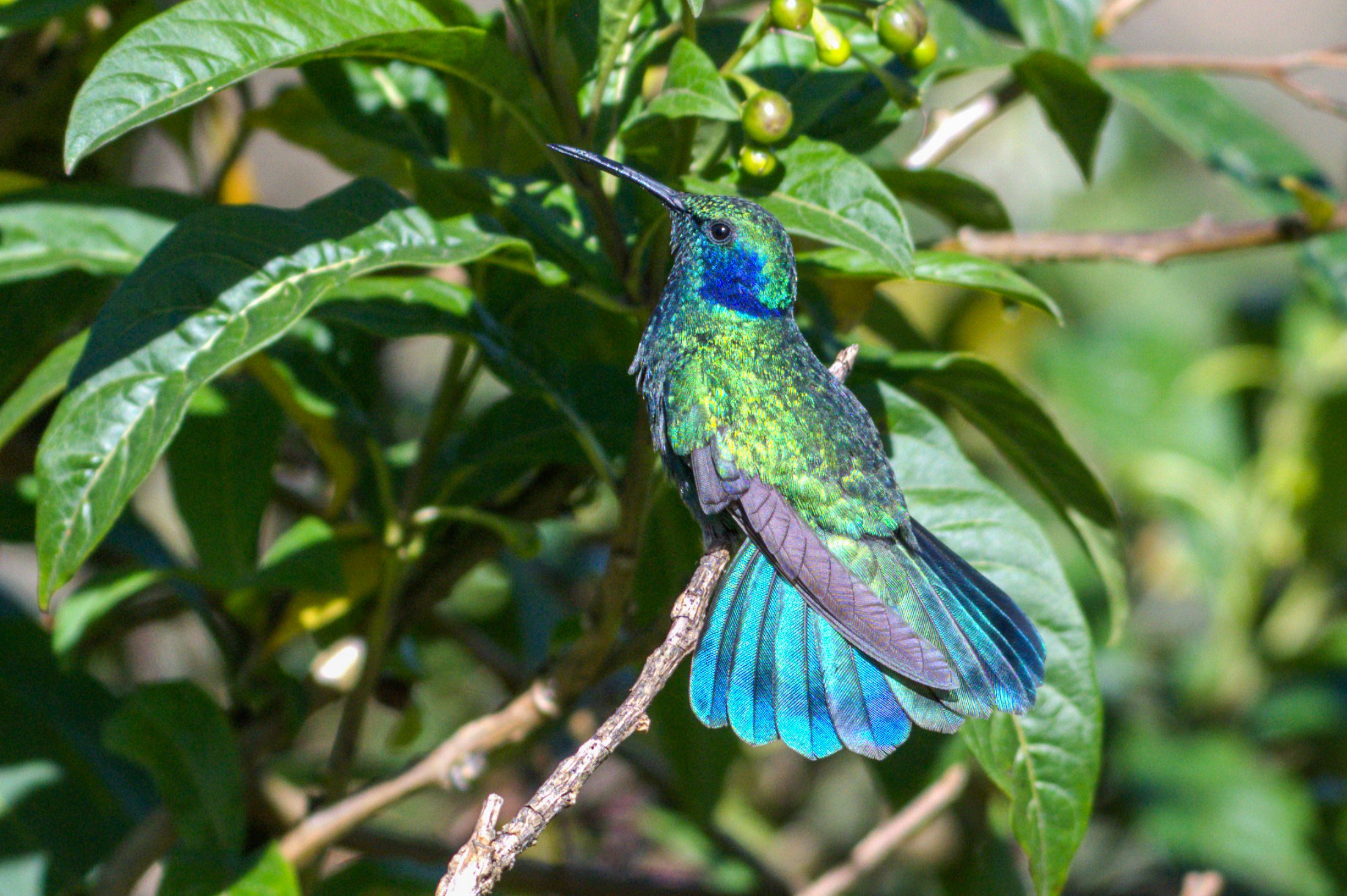 Lesser Violetear - Paraiso Quetzal Lodge