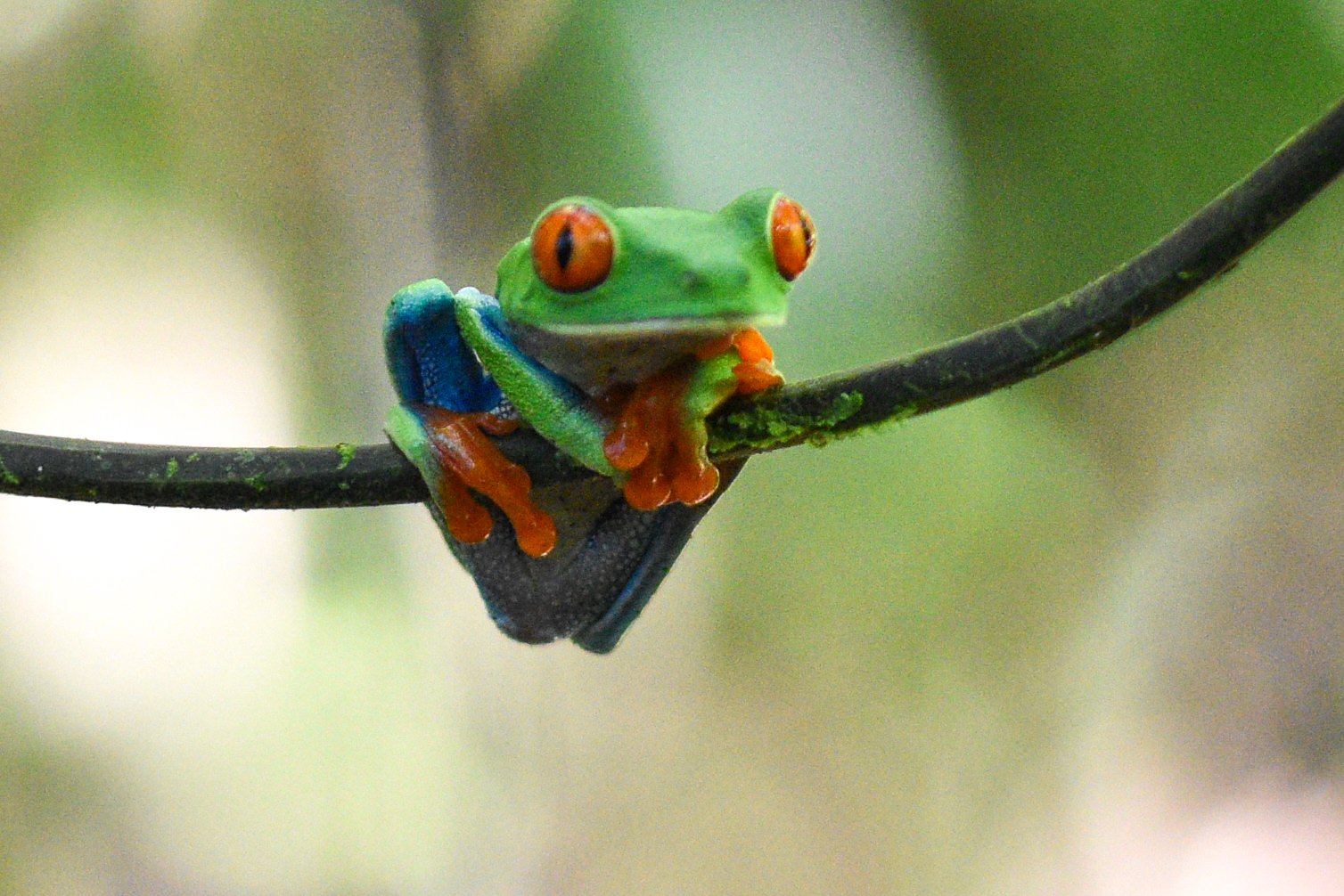 Red-eyed Tree Frog - Arenal Observatory Lodge, Alajuela, CR