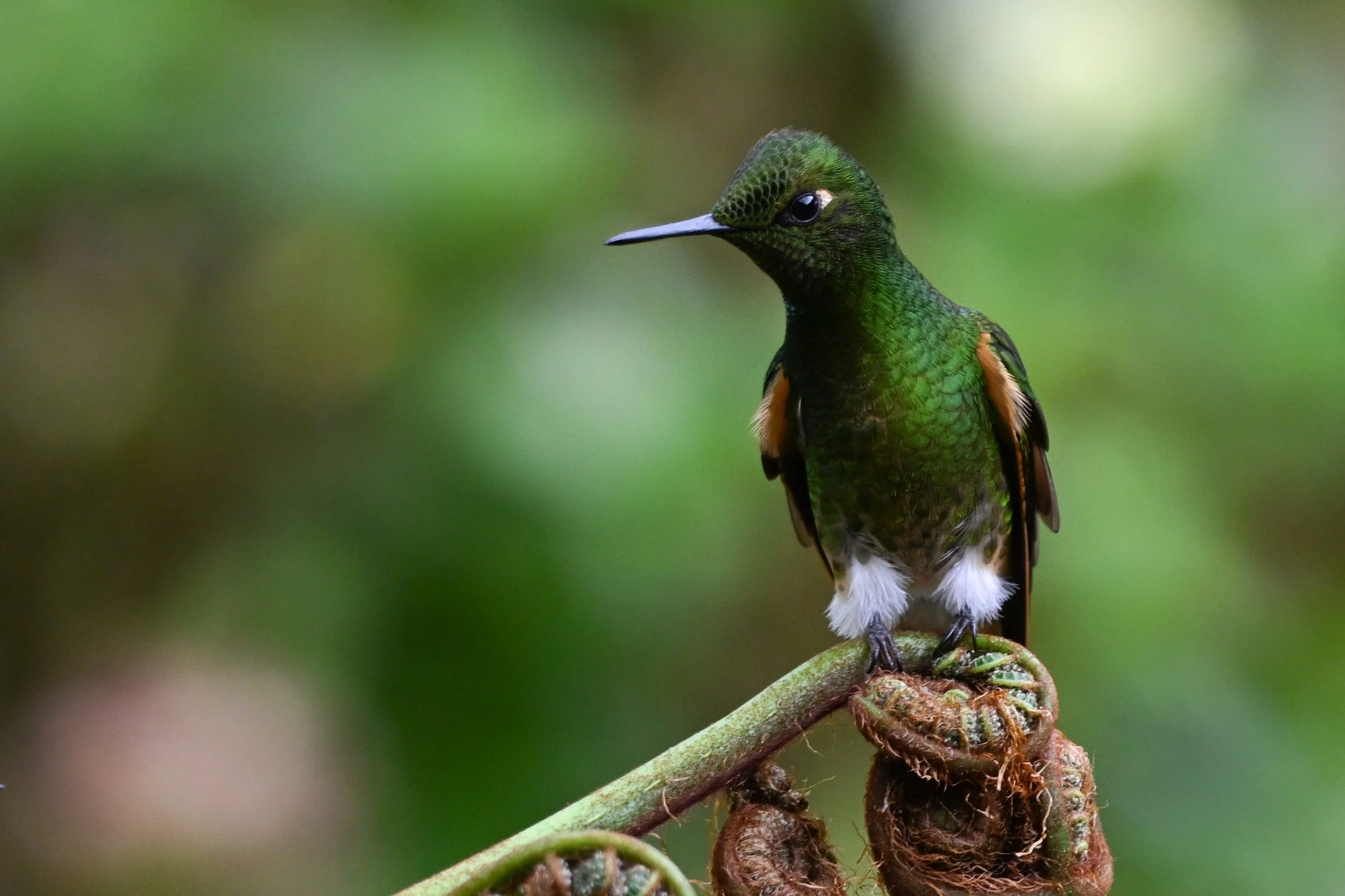 Buff-tailed Coronet - Reserva Ecológica Río Blanco--Entrada, Caldas, CO