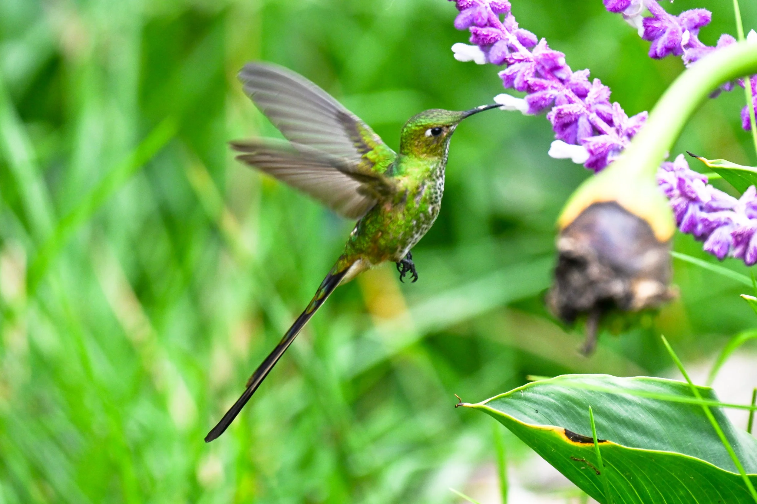 Black-tailed Trainbearer - Reserva Chiguazá Mutar, Distrito Capital de Bogotá, CO