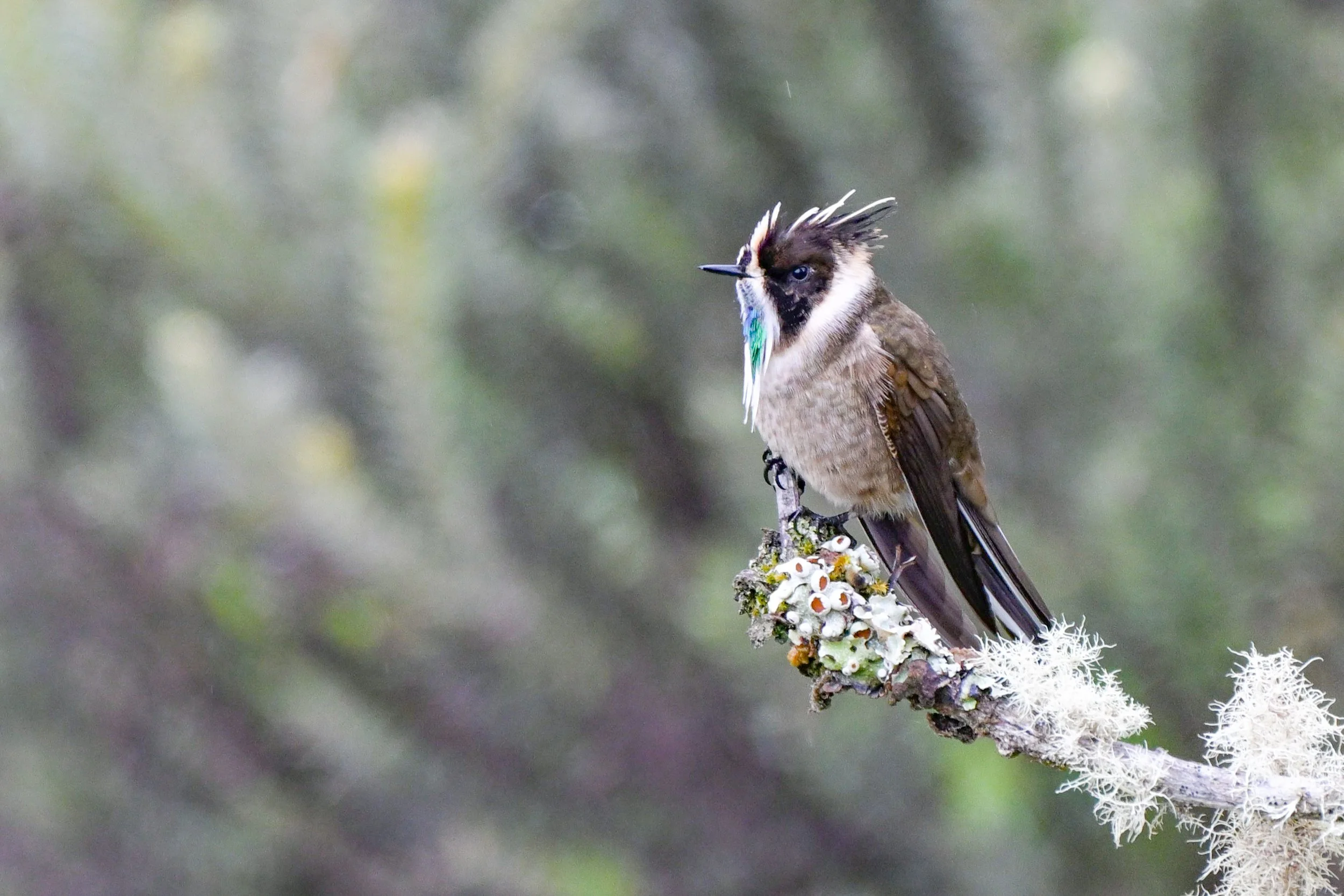 Green-bearded Helmetcrest - PNN Sumapaz--Límite Usme -Sumapaz, Distrito Capital de Bogotá, CO