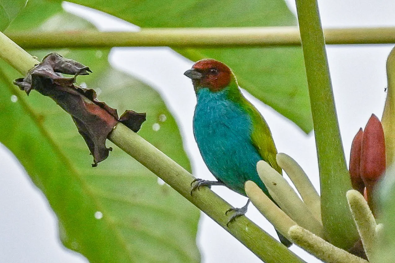 Bay-headed Tanager - SFF Otún Quimbaya, Risaralda, CO