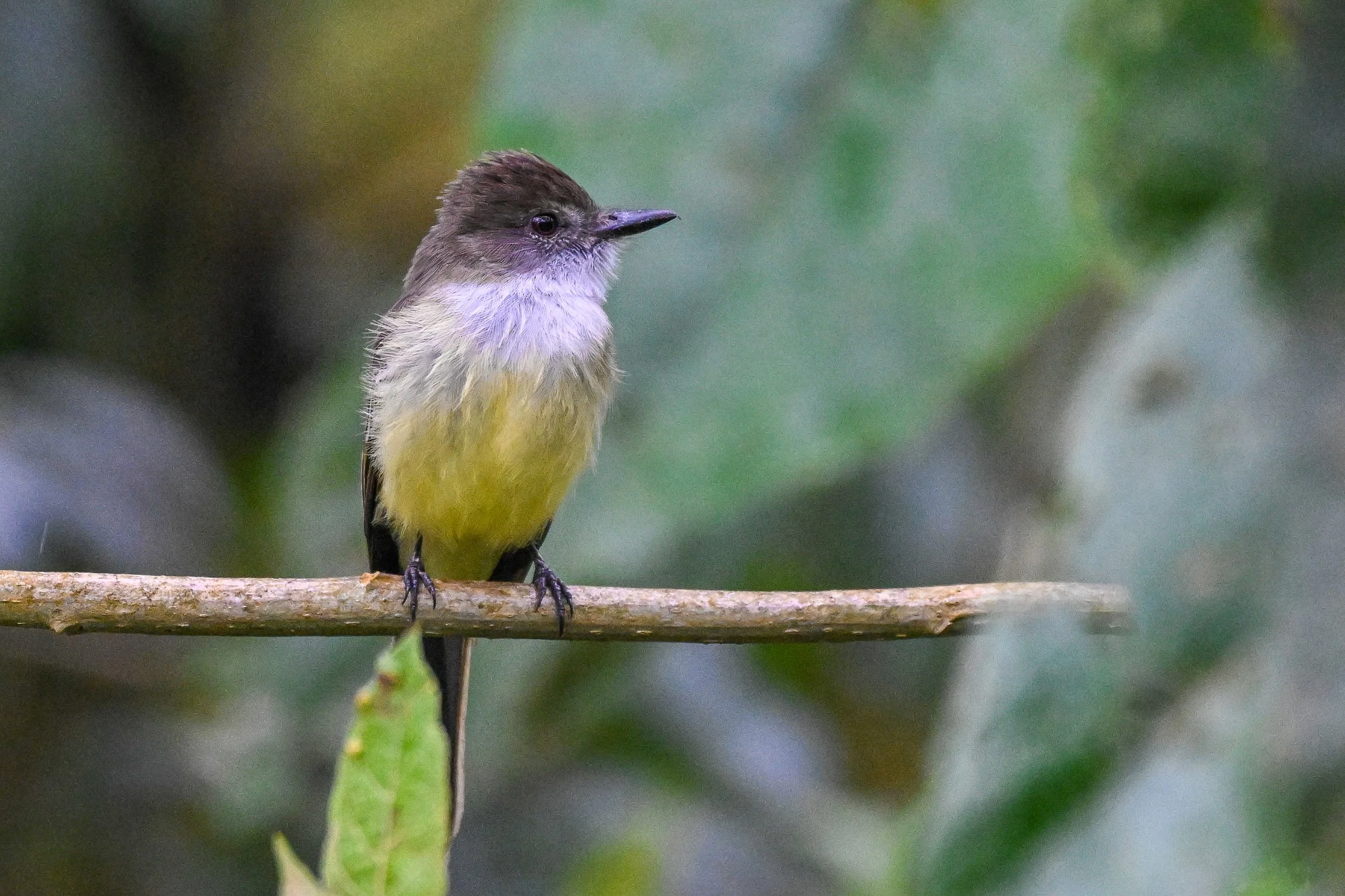 Pale-edged Flycatcher - Reserva Ecológica Río Blanco--Entrada, Caldas, CO