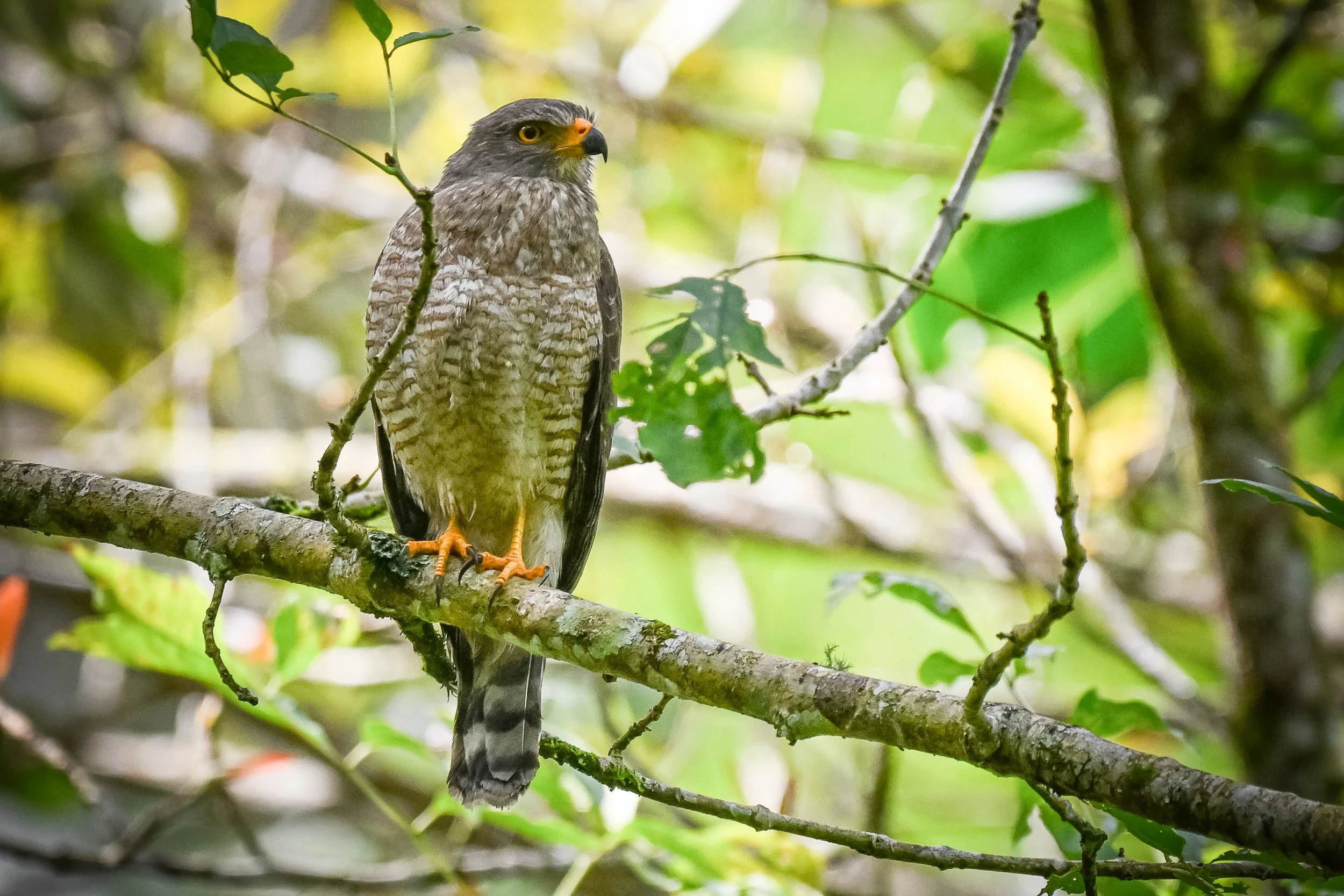 Roadside Hawk - SFF Otún Quimbaya, Risaralda, CO