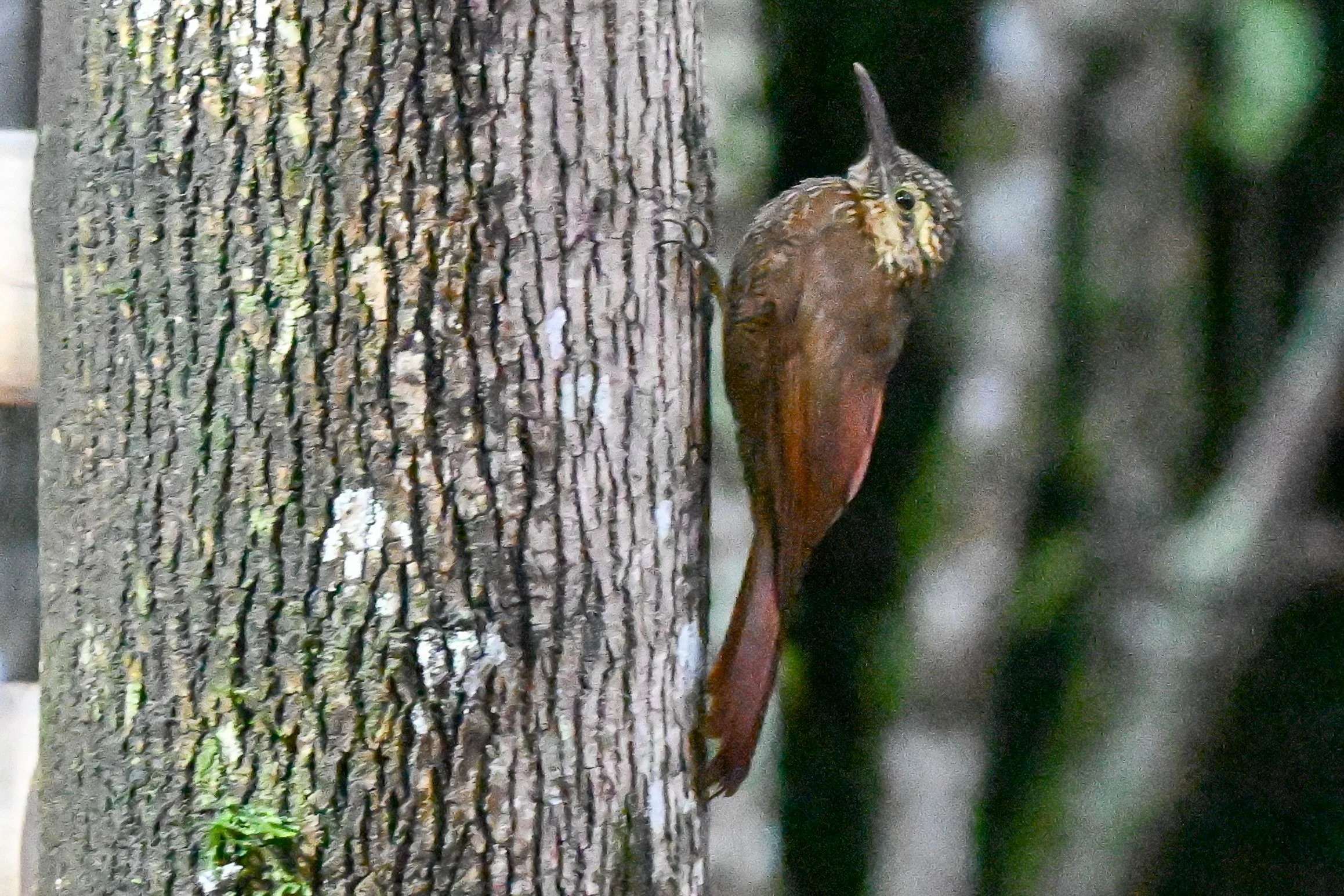 Montane Woodcreeper - Vereda Potosí, Tolima, CO