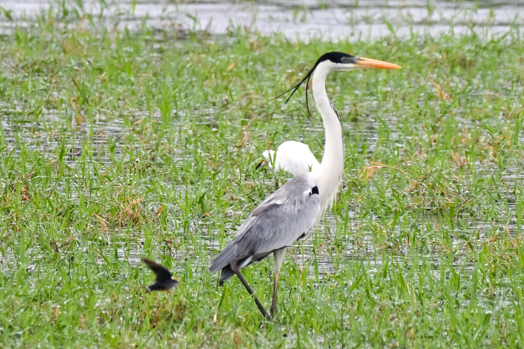 Cocoi Heron - Agua De Dios, Humedades, Cundinamarca, CO