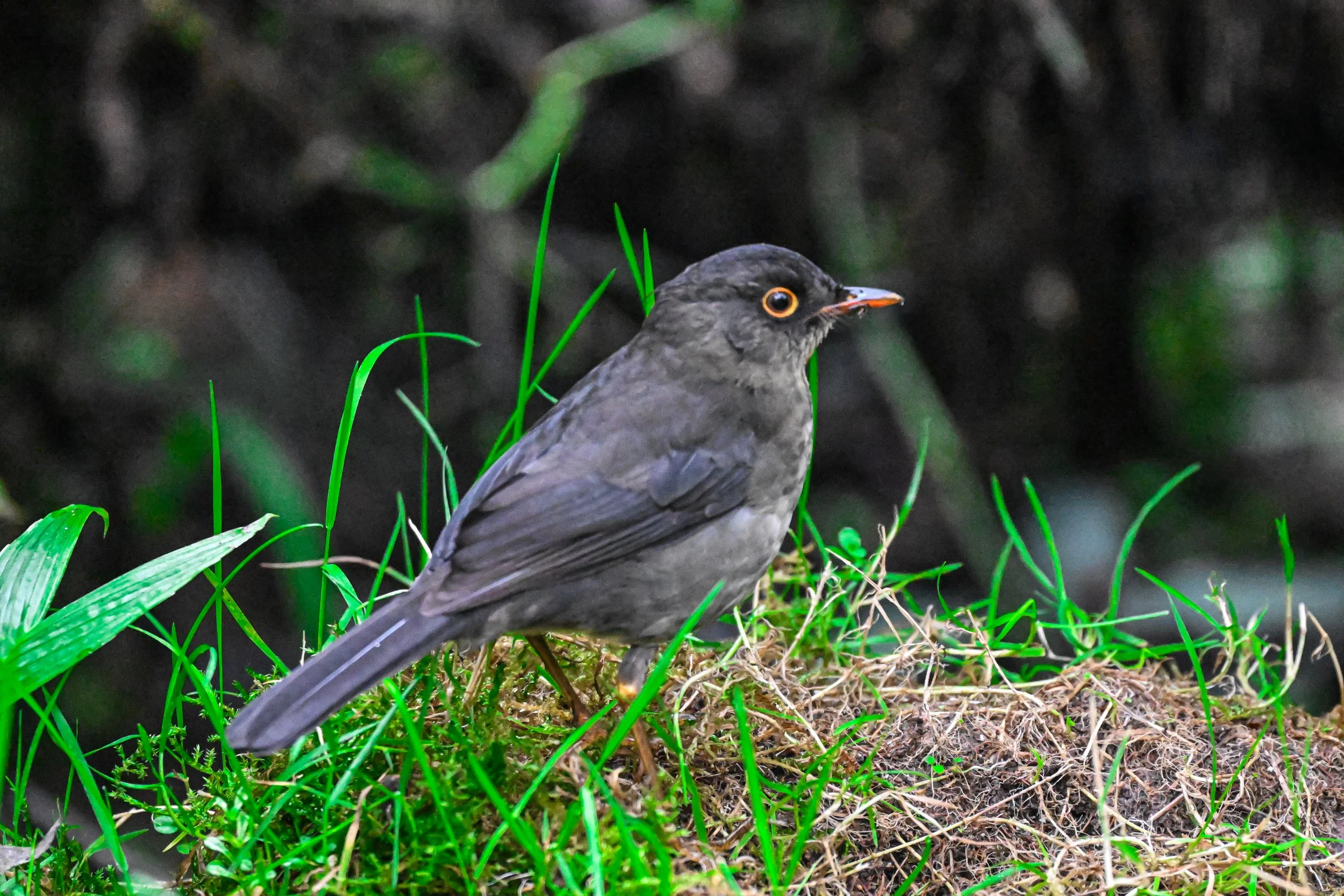 Great Thrush - Reserva Ecológica Río Blanco--Entrada, Caldas, CO