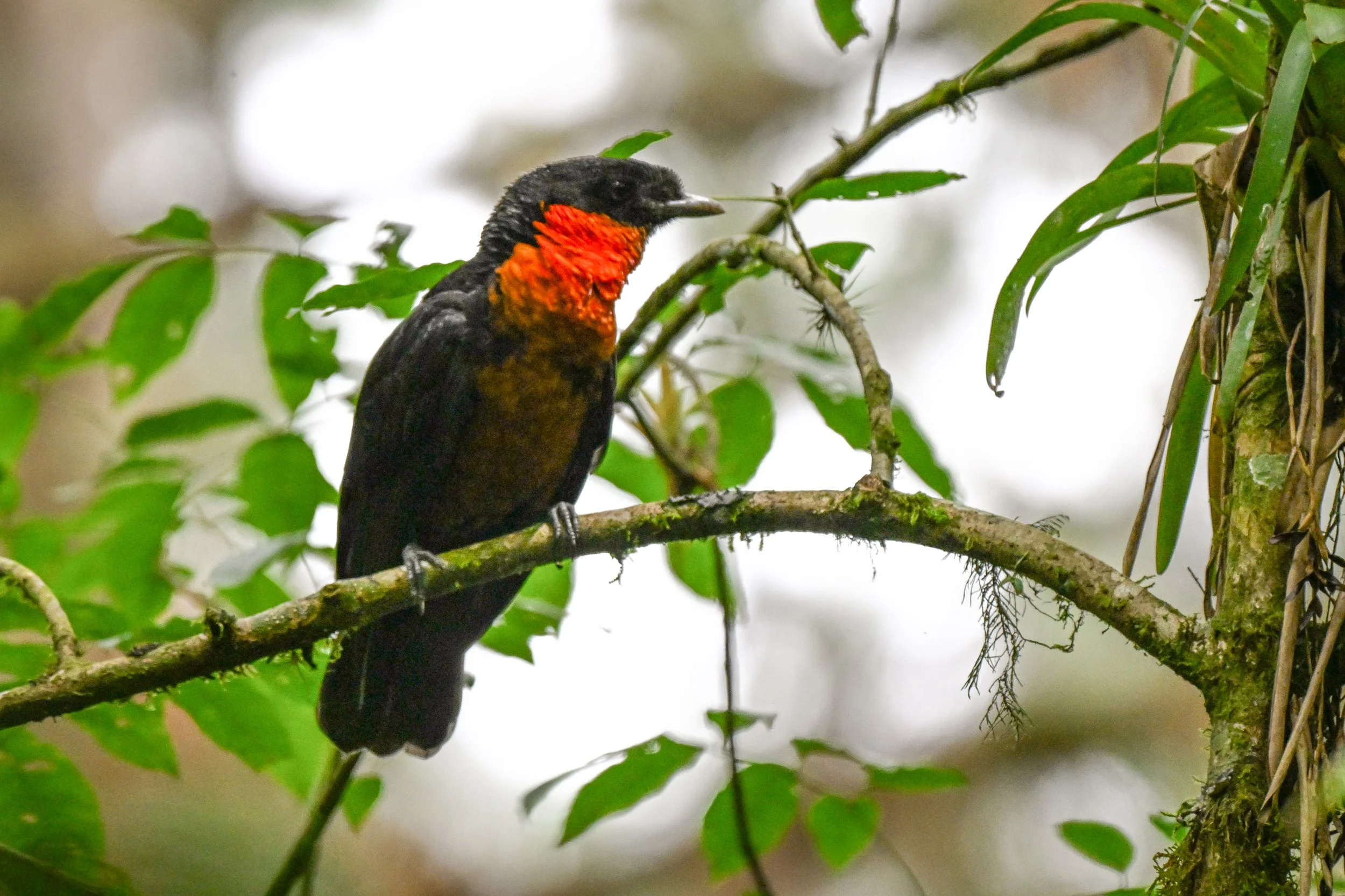 Red-ruffed Fruitcrow - SFF Otún Quimbaya, Risaralda, CO
