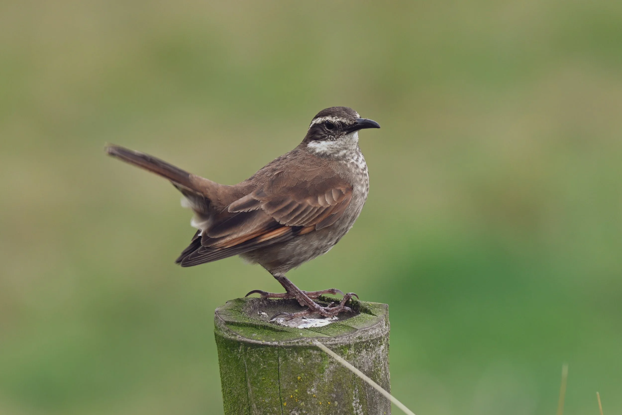 Stout-billed Cinclodes - Carretera Los Nevados - Hotel Termales del Ruiz, Caldas, CO