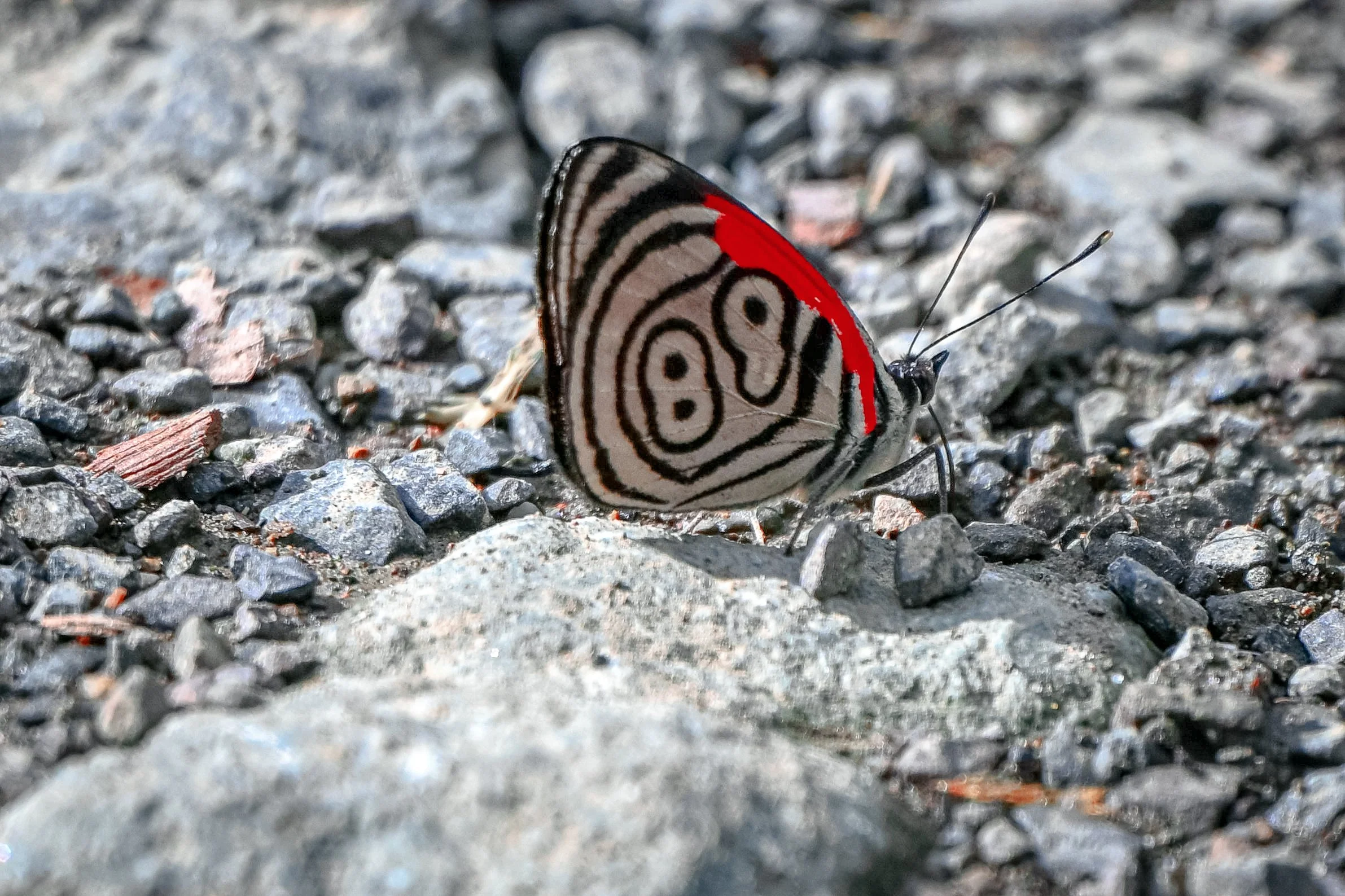 Diaethria clymena, the Cramer's eighty-eight Butterfly - SFF Otún Quimbaya, Risaralda, CO