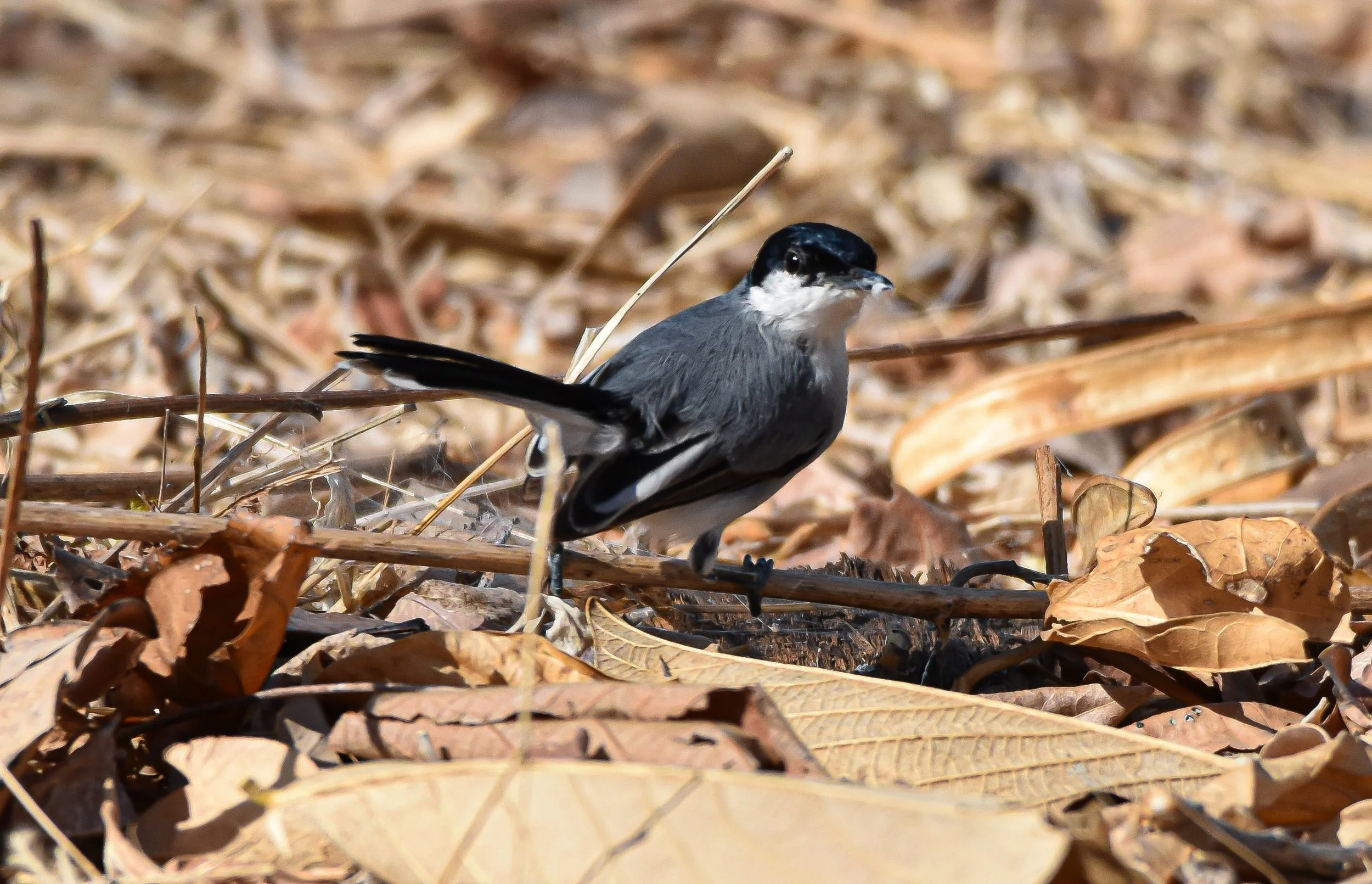 White-lored Gnatcatcher - Occidental Tamarindo 22 March 24