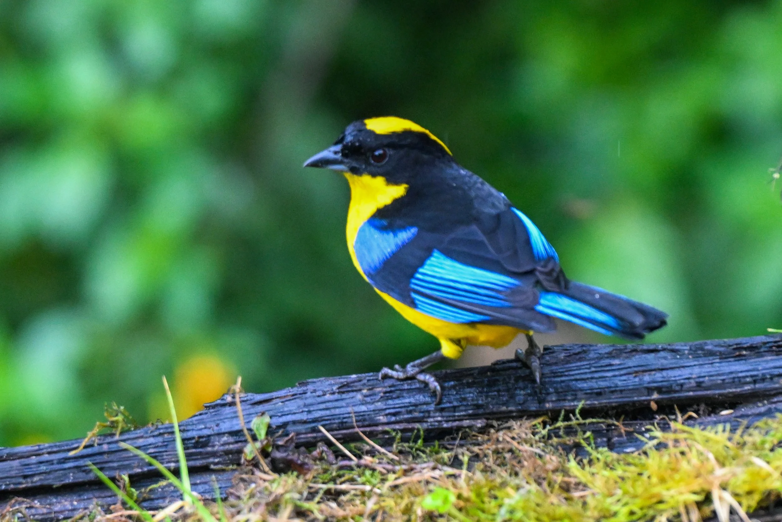 Blue-winged Mountain Tanager - Reserva Ecológica Río Blanco--Entrada, Caldas, CO