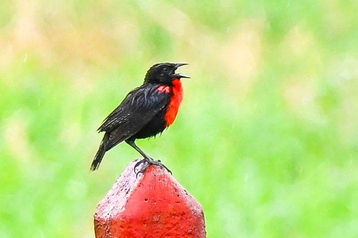 Red-breasted Meadowlark - Agua De Dios, Humedades, Cundinamarca, CO