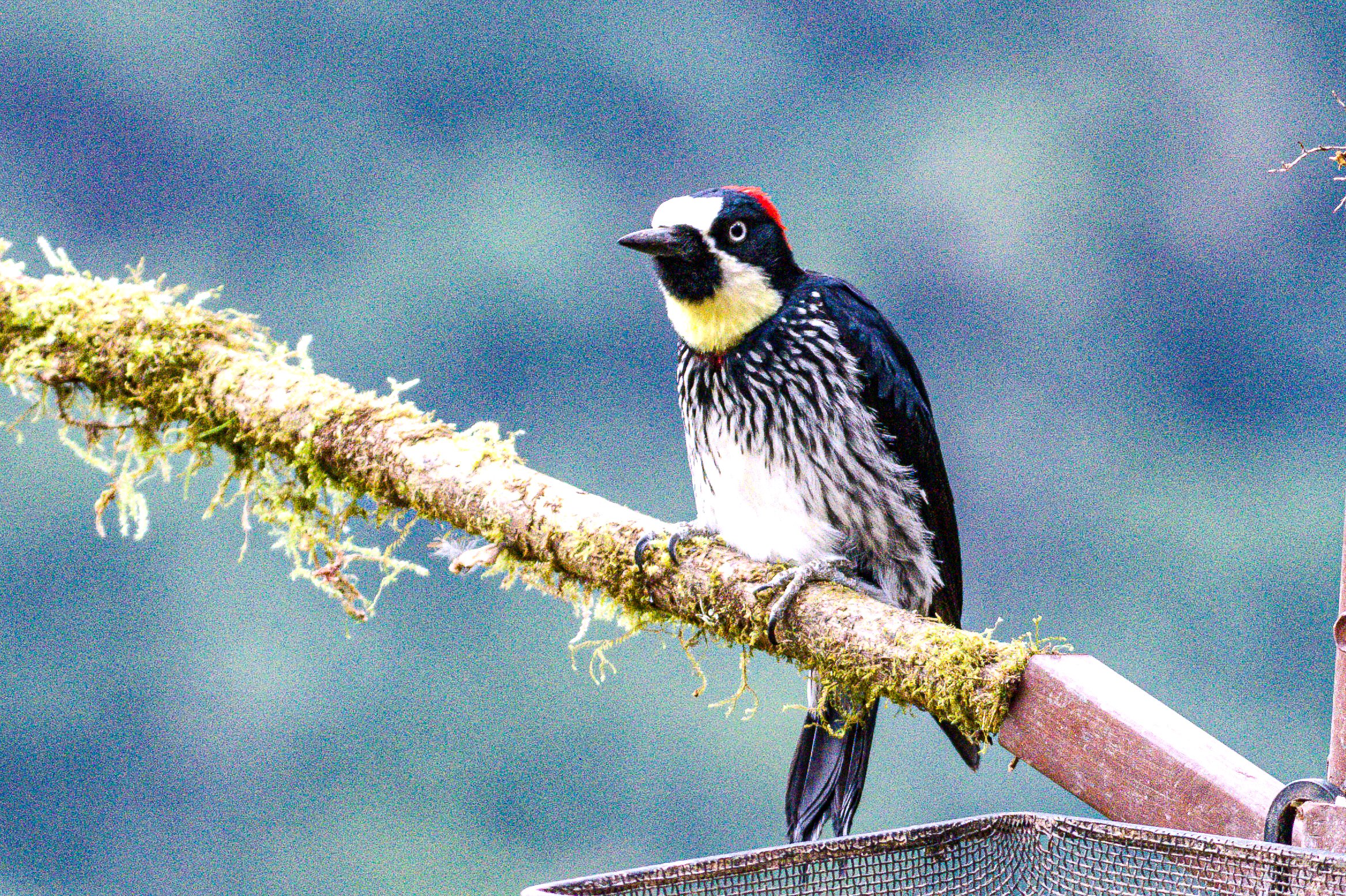 Acorn Woodpecker - Batsú Gardens, Savegre, San José, CR