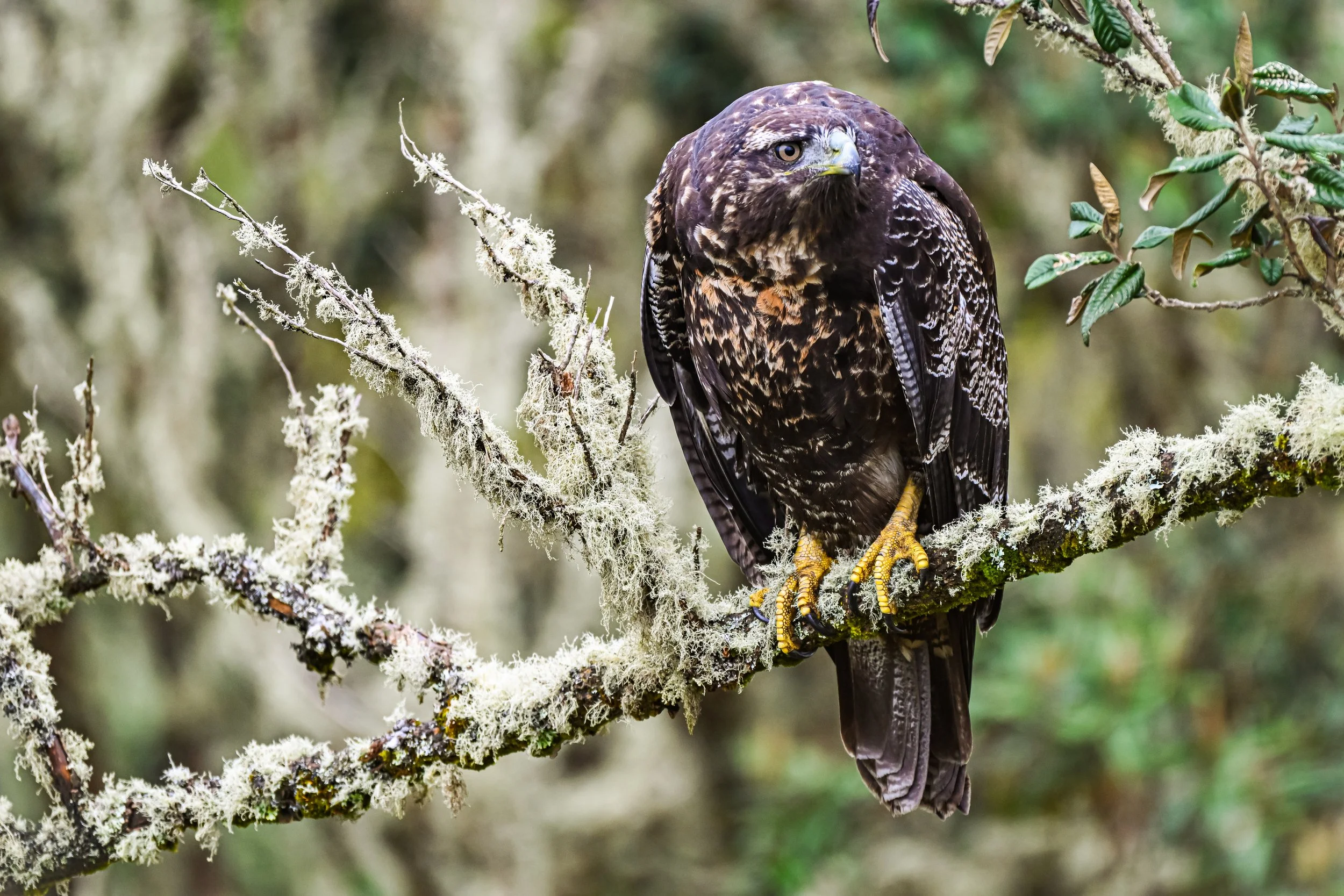 Black-chested Buzzard-Eagle (Juvenile) - Carretera Los Nevados - Hotel Termales del Ruiz, Caldas, CO