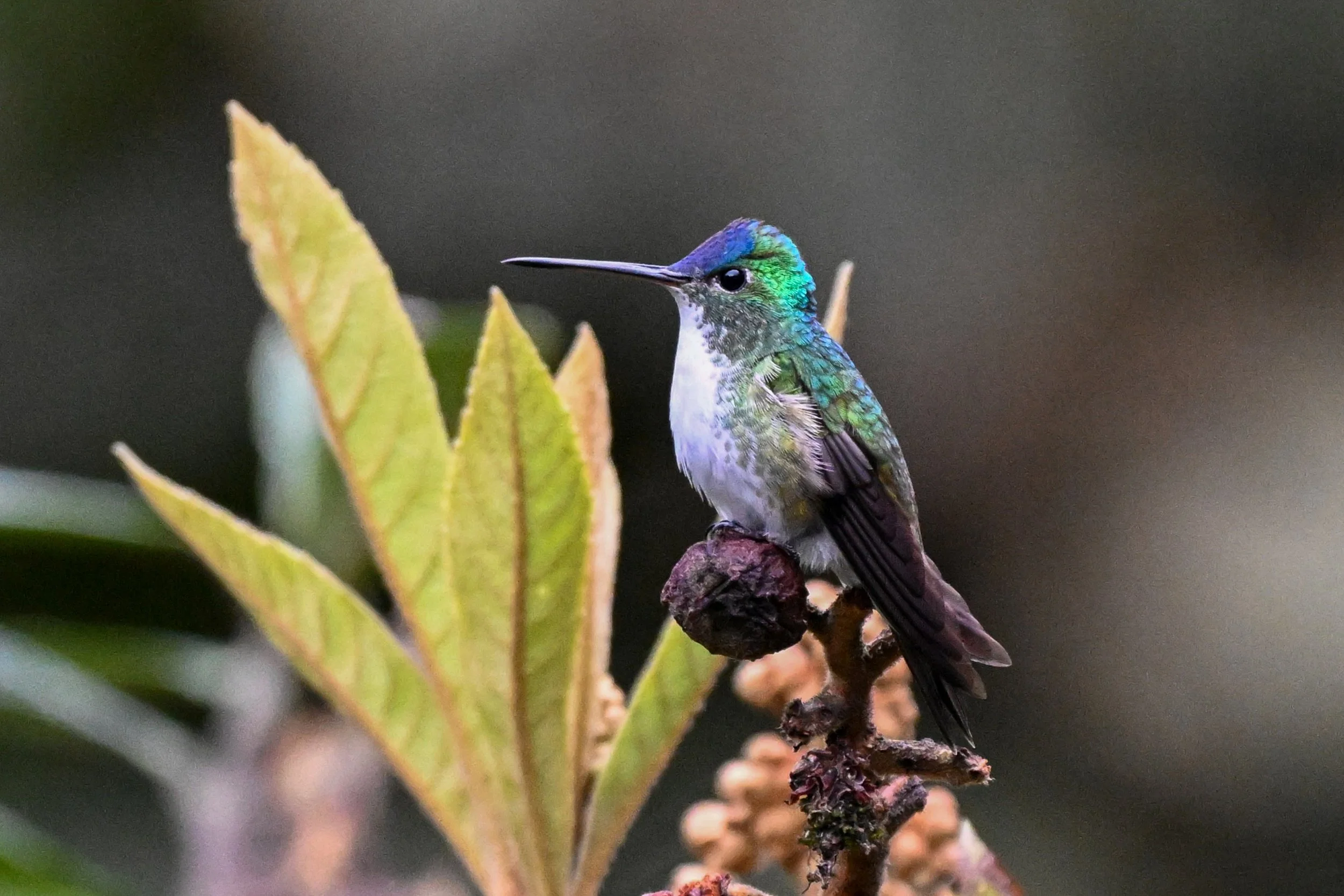 Andean Emerald - RN Retorno del Colibrí, Tolima, CO