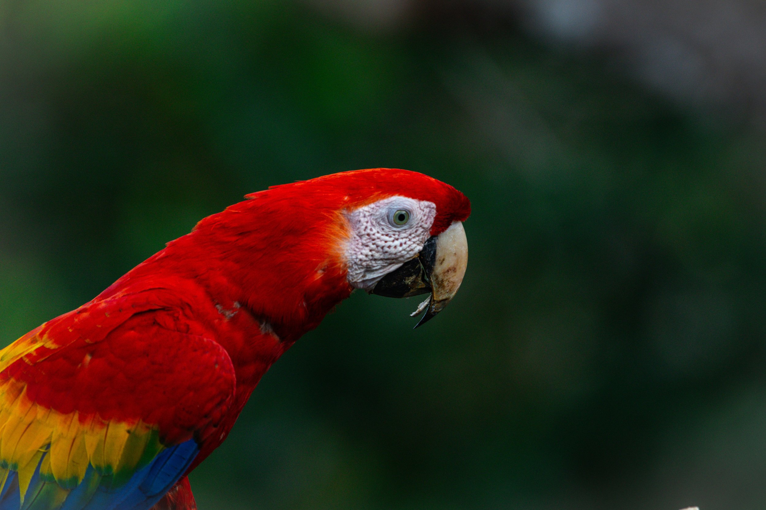 Scarlet Macaw - Cerro Lodge, Puntarenas, CR