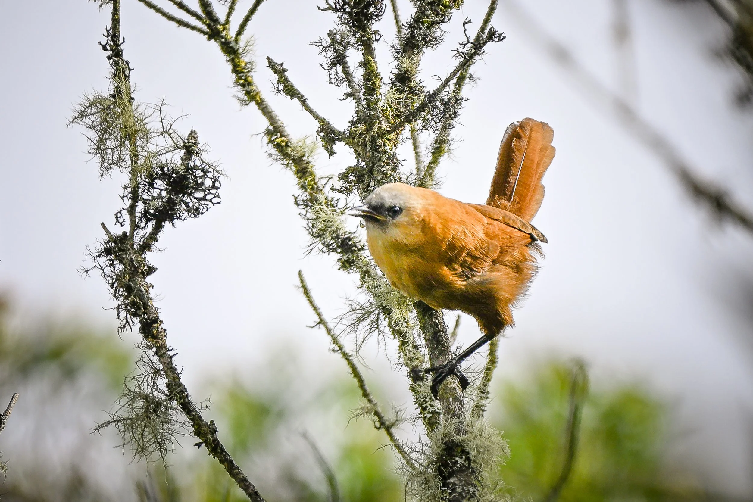 Rufous Wren - Entradas Piedras gordas, Cundinamarca, CO
