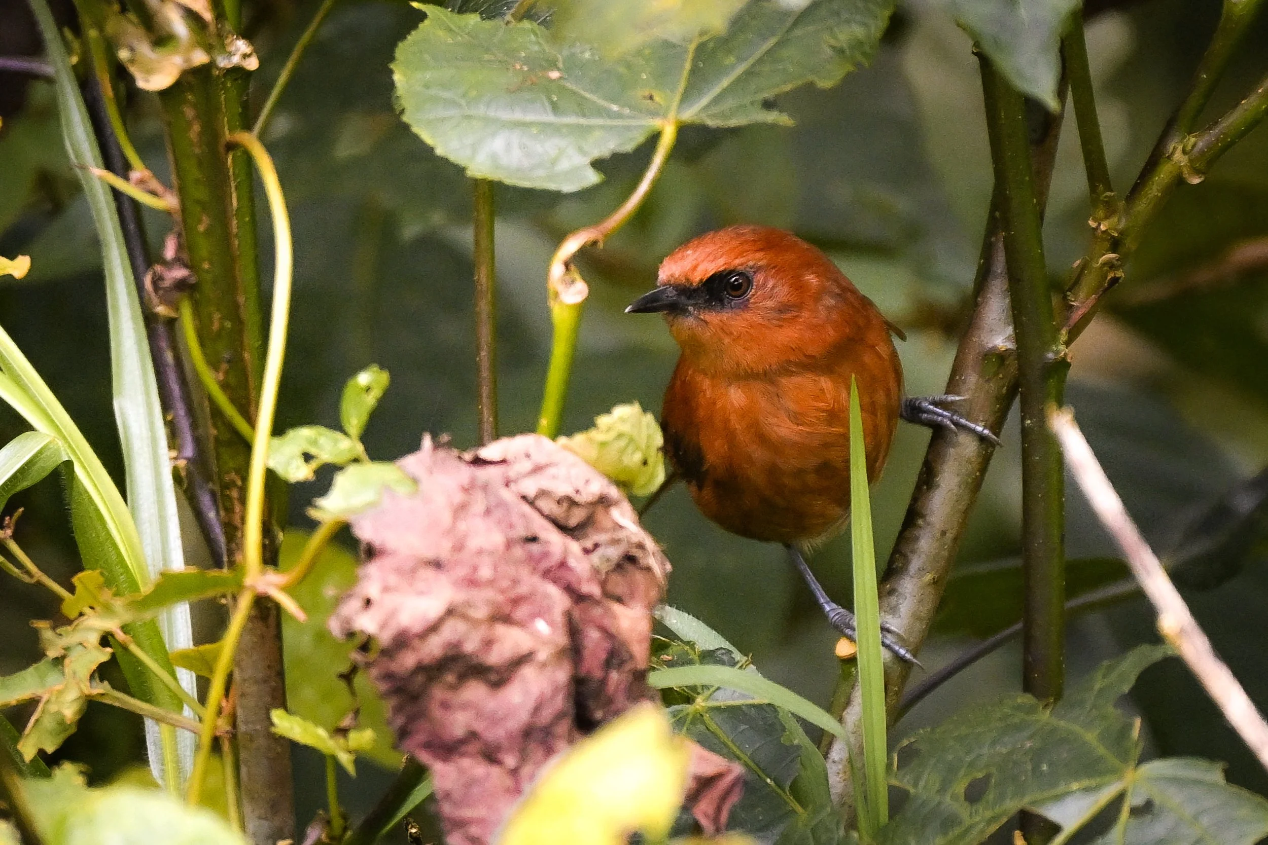 Rufous Spinetail -  Campo Tangara Birding & Coffe, Cundinamarca, CO