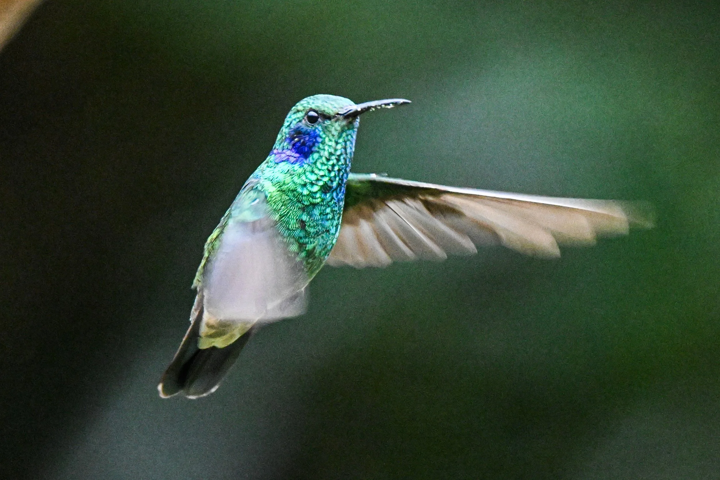 Sparkling Violetear - Campo Tangara Birding & Coffe, Cundinamarca, CO